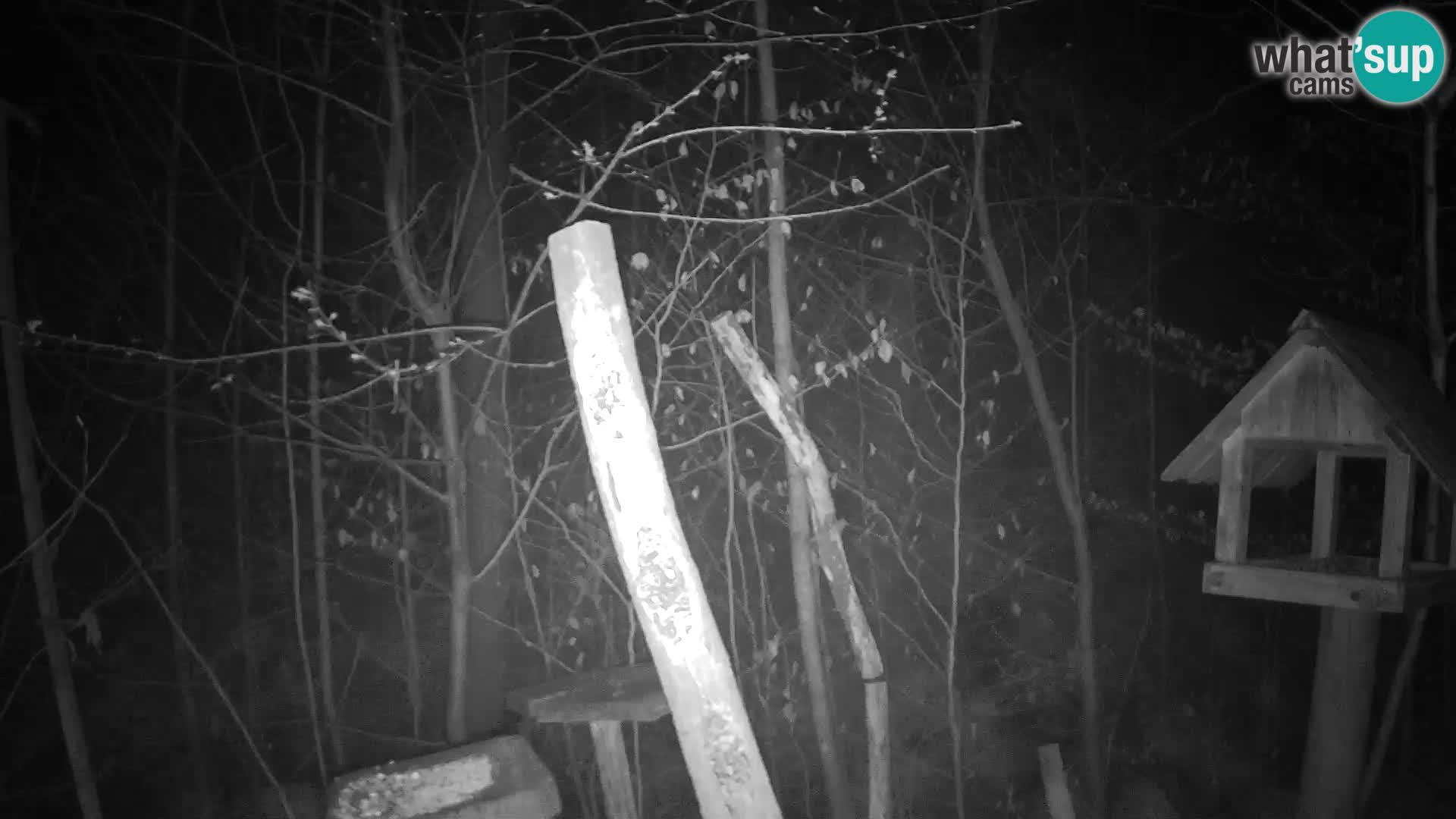 Bird feeders at ZOO Ljubljana webcam