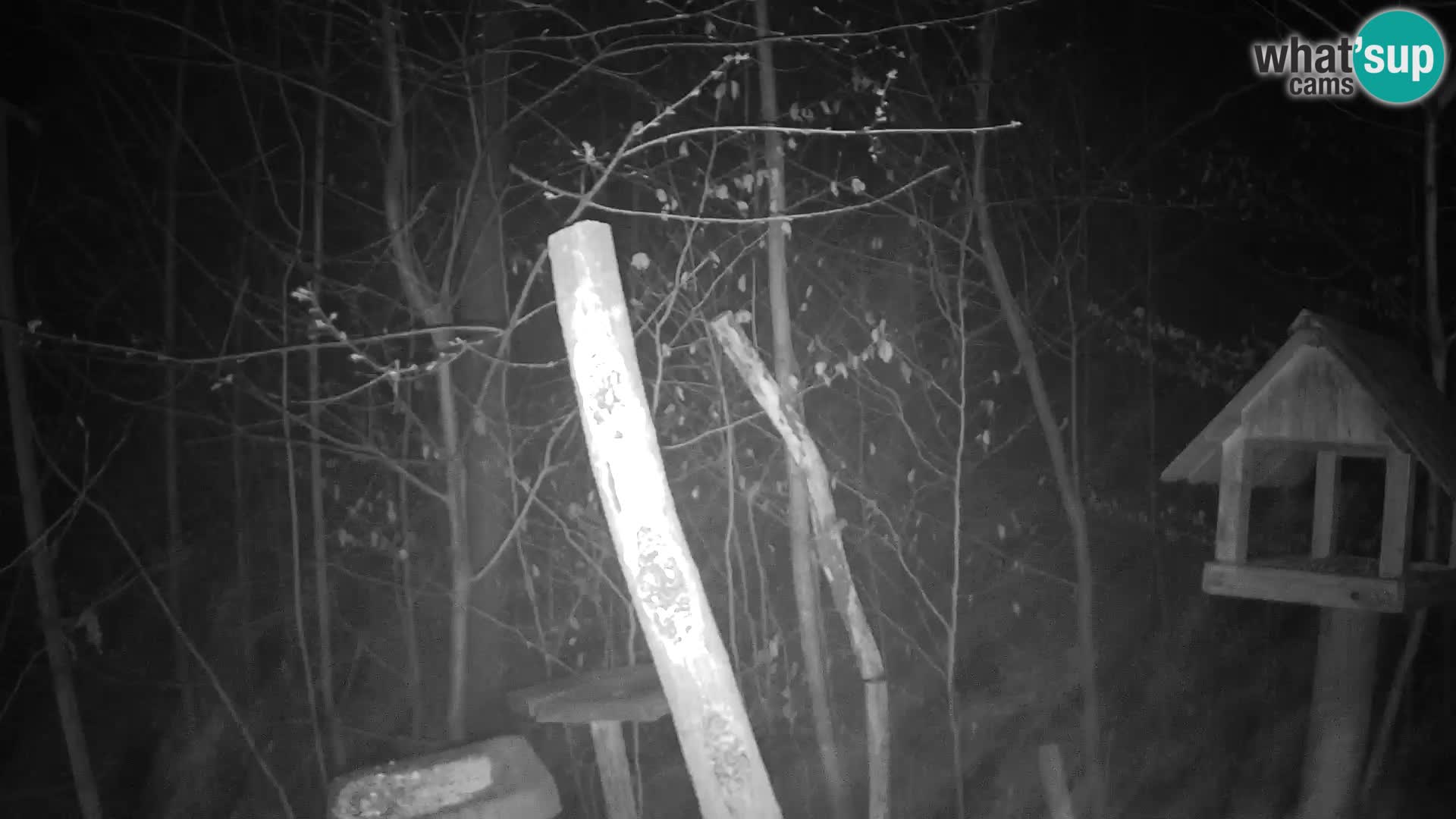 Bird feeders at ZOO Ljubljana webcam