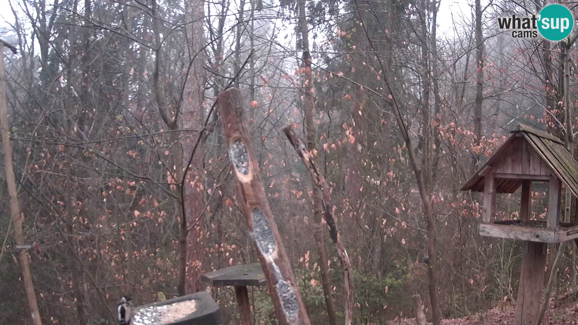 Comederos para pájaros en ZOO Ljubljana camera en vivo
