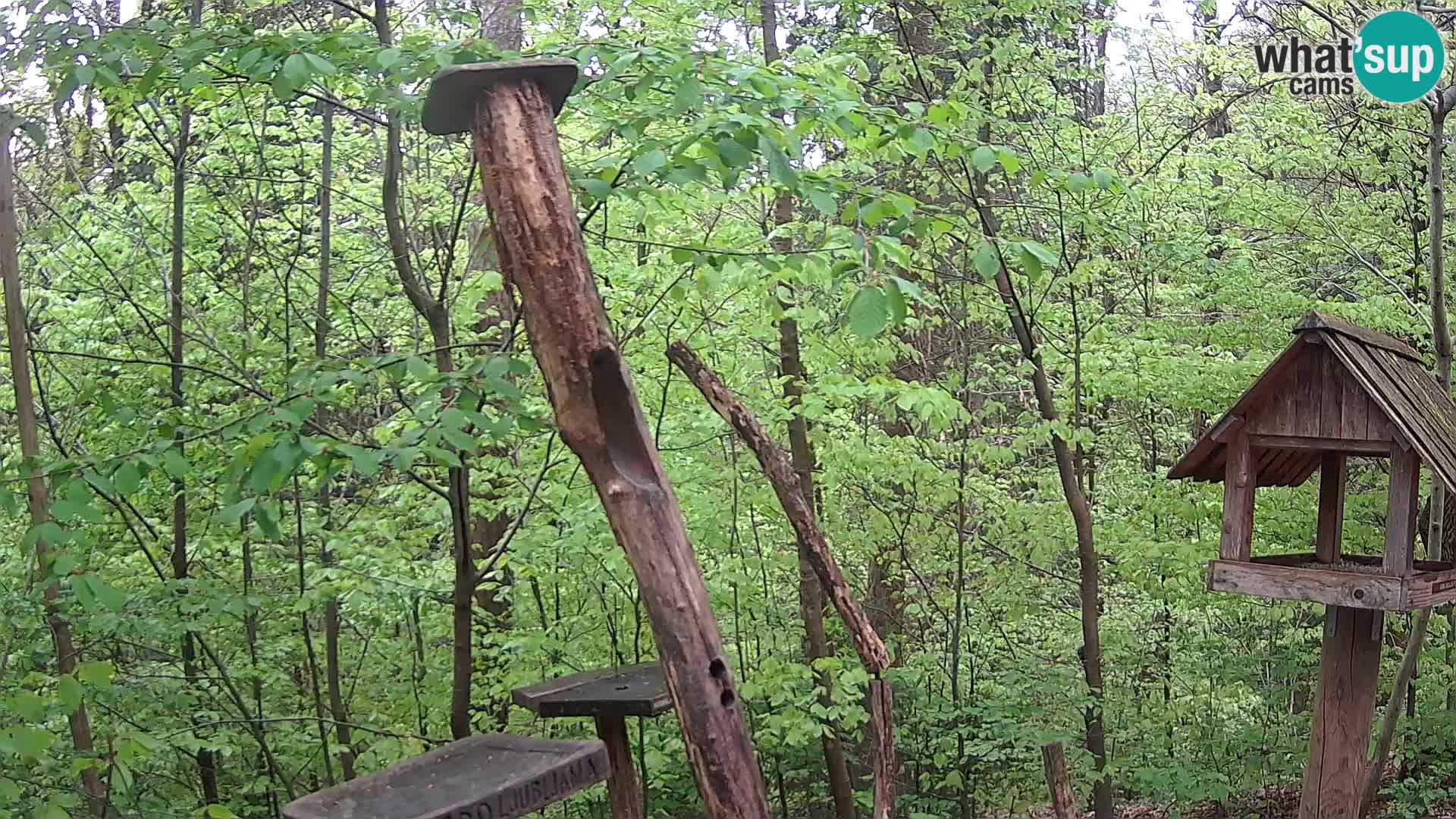 Mangiatoie per uccelli allo ZOO di Lubiana livecam