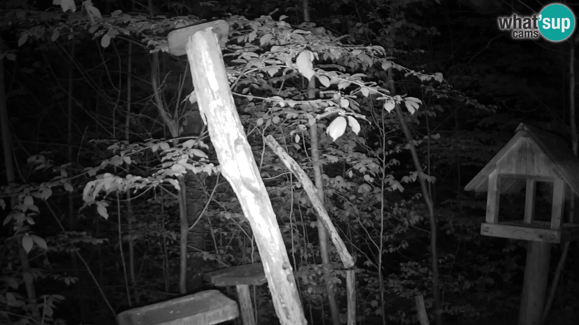 Comederos para pájaros en ZOO Ljubljana camera en vivo