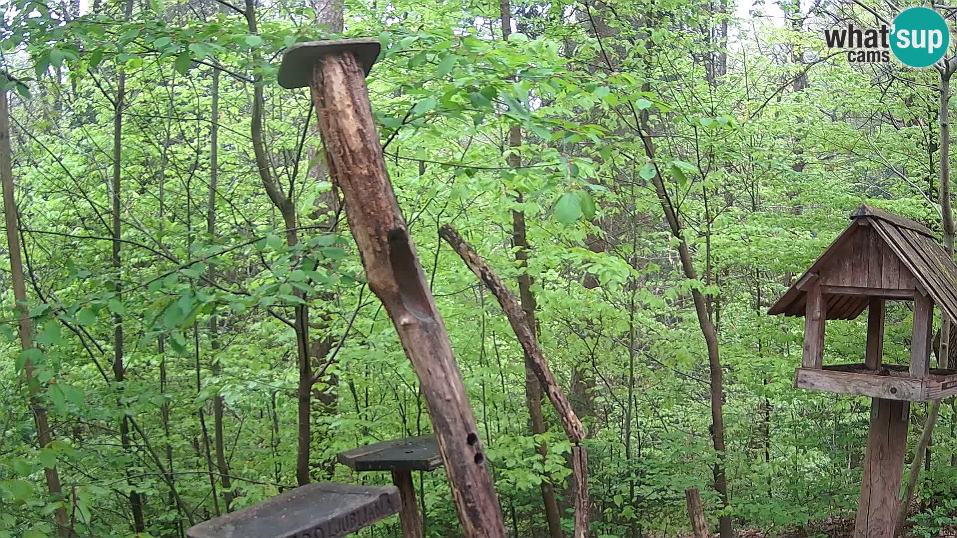 Vogelfutterhäuschen im ZOO webcam Ljubljana