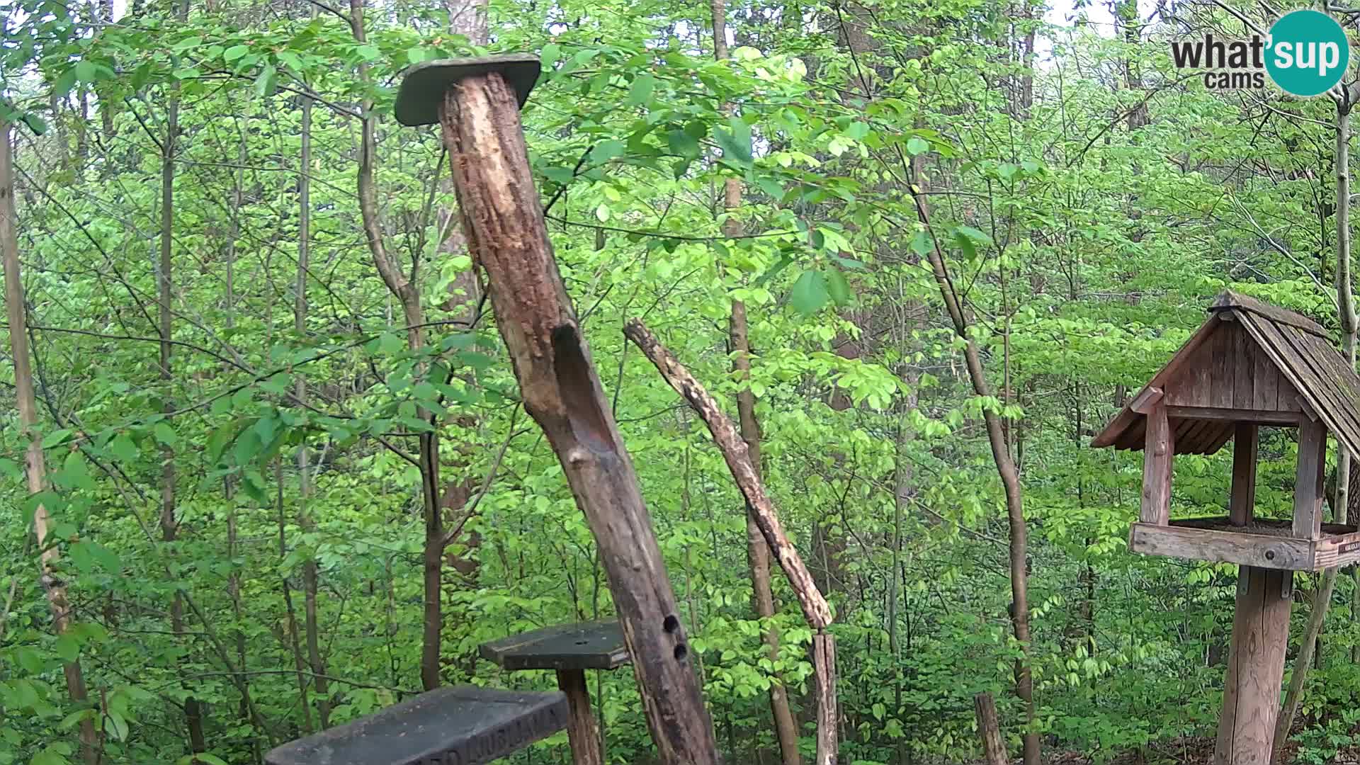 Mangeoires pour oiseaux au ZOO live webcam Ljubljana