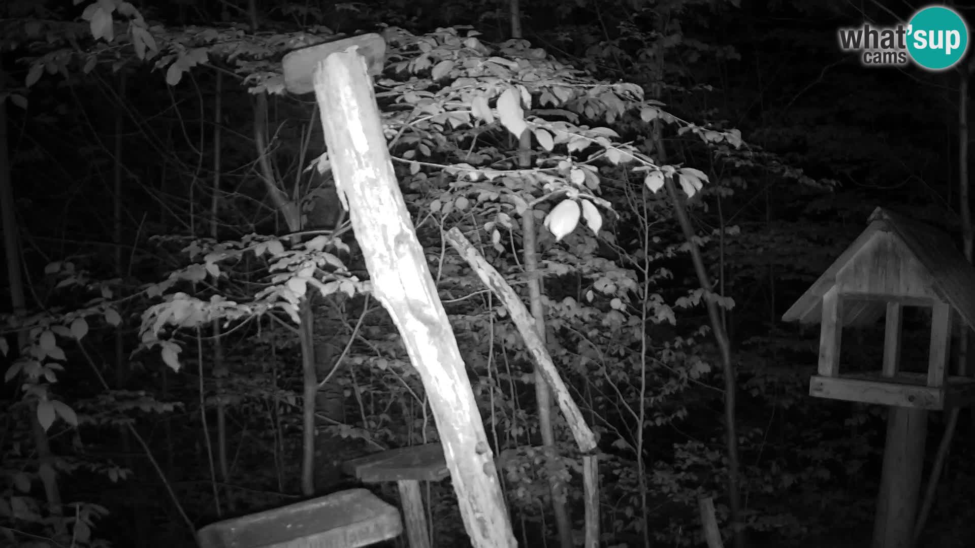 Hranilice za ptice u ZOO web kamera Ljubljana