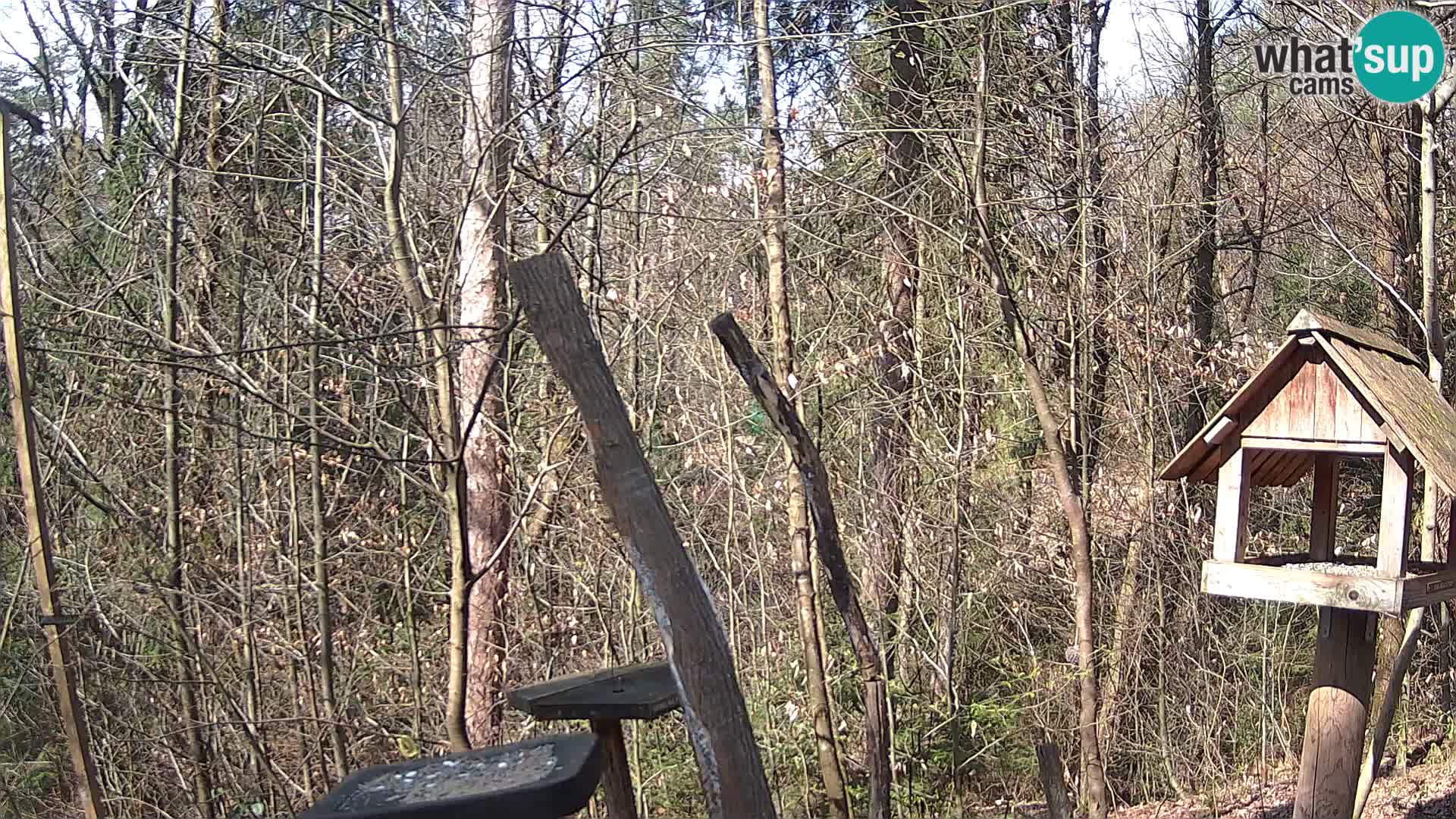 Comederos para pájaros en ZOO Ljubljana camera en vivo