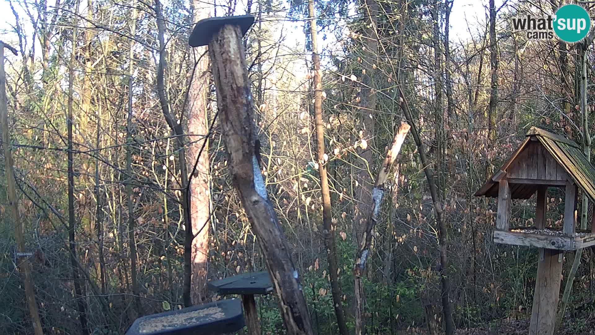 Bird feeders at ZOO Ljubljana webcam