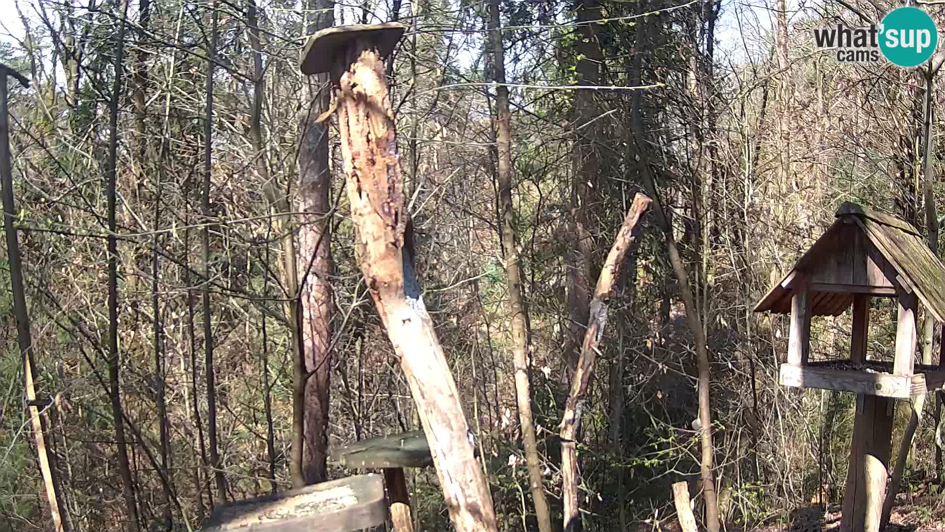 Vogelfutterhäuschen im ZOO webcam Ljubljana