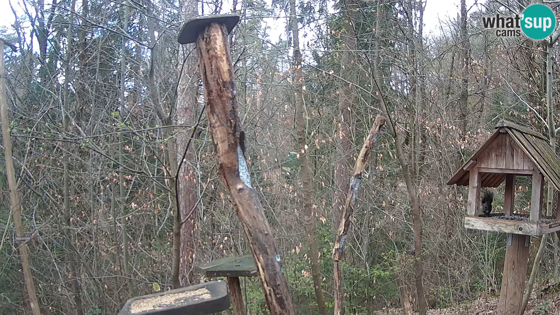 Krmilnice za ptiče v ZOO Ljubljana spletna kamera