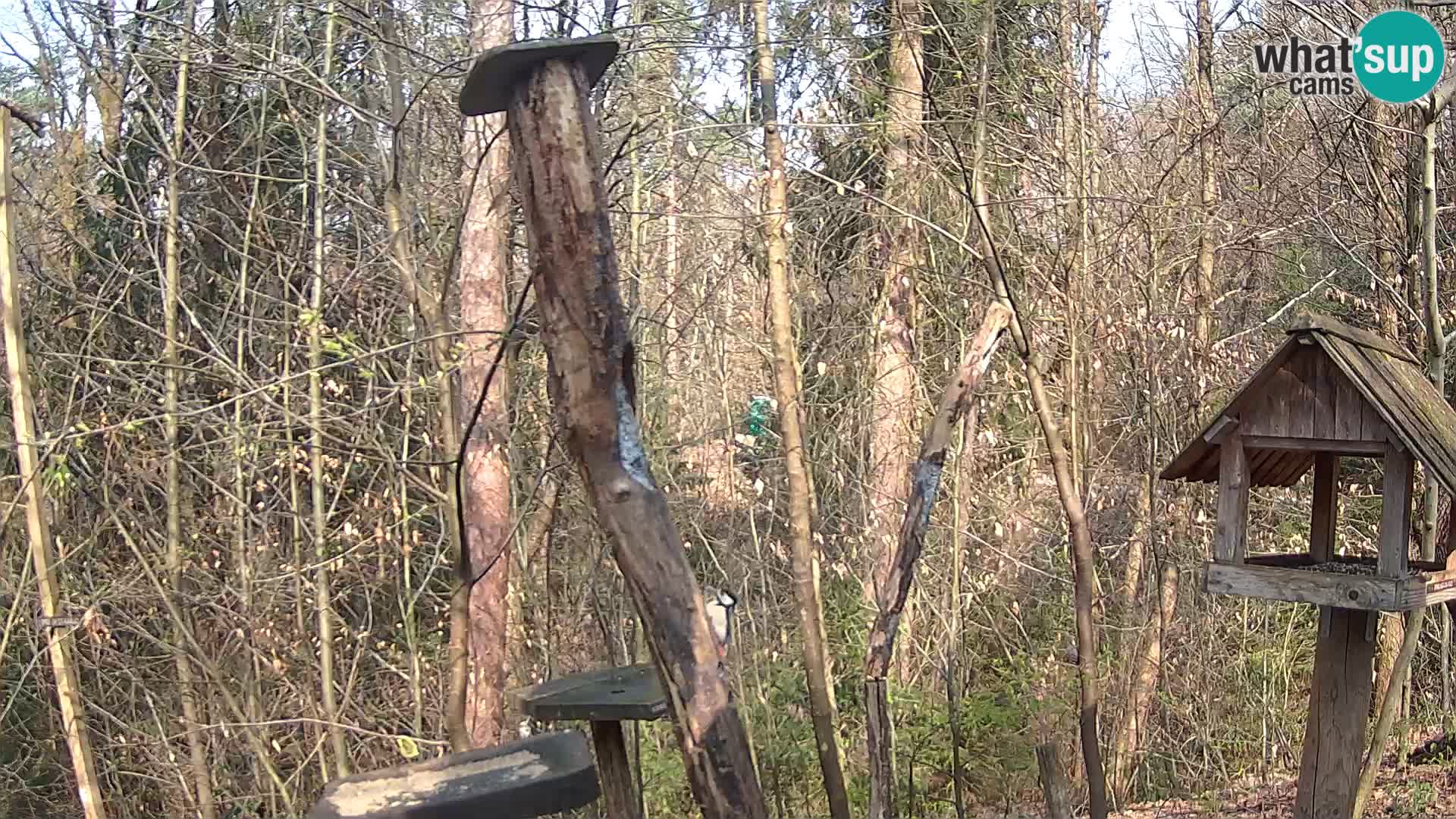 Hranilice za ptice u ZOO web kamera Ljubljana