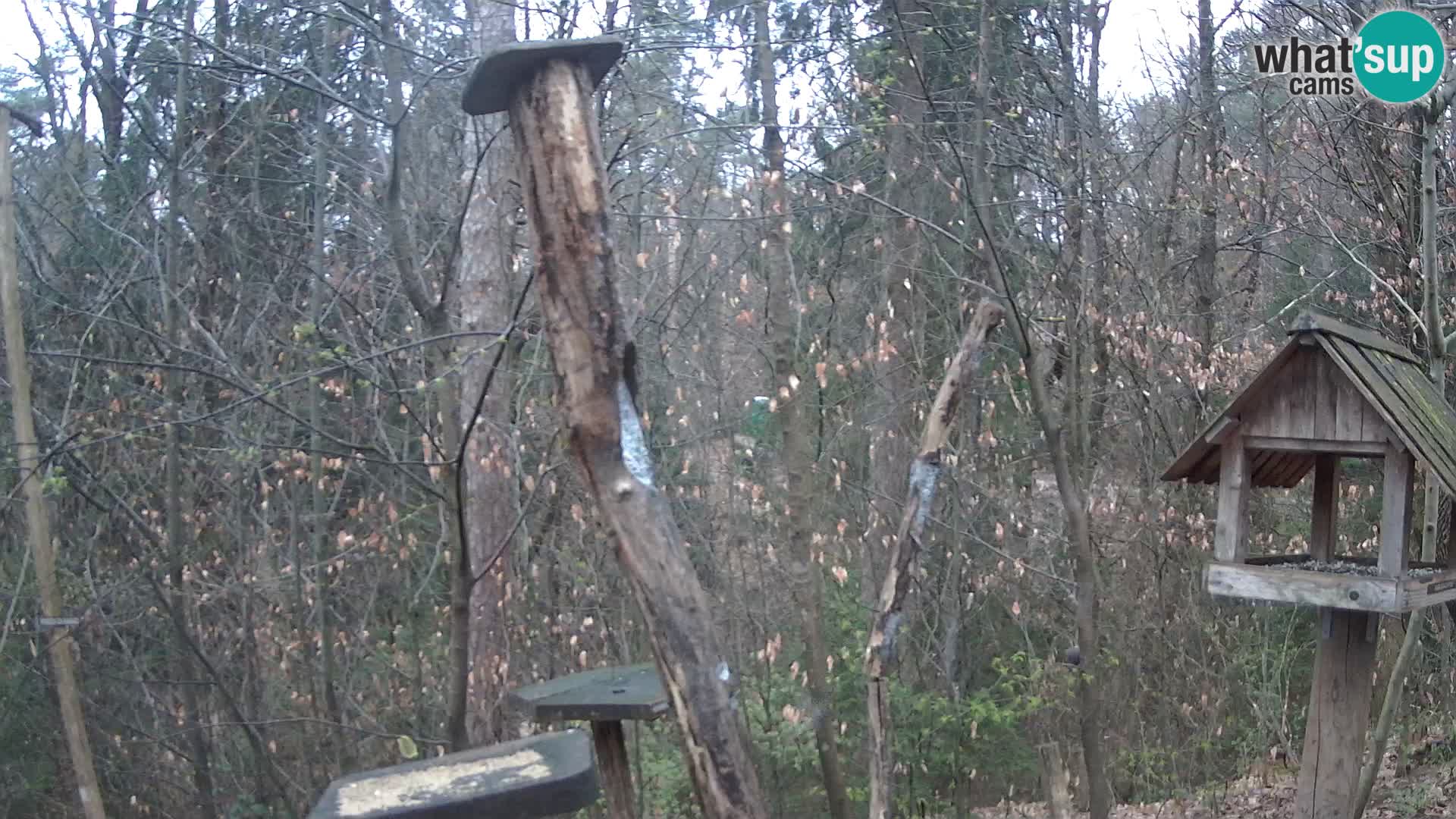 Bird feeders at ZOO Ljubljana webcam