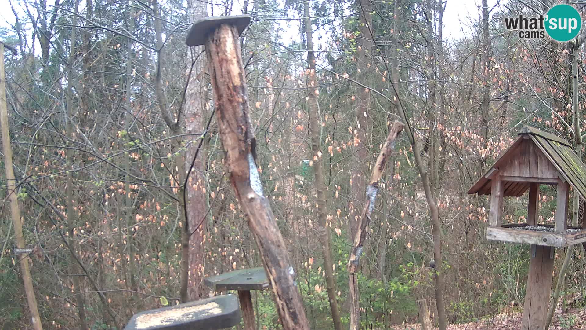 Bird feeders at ZOO Ljubljana webcam