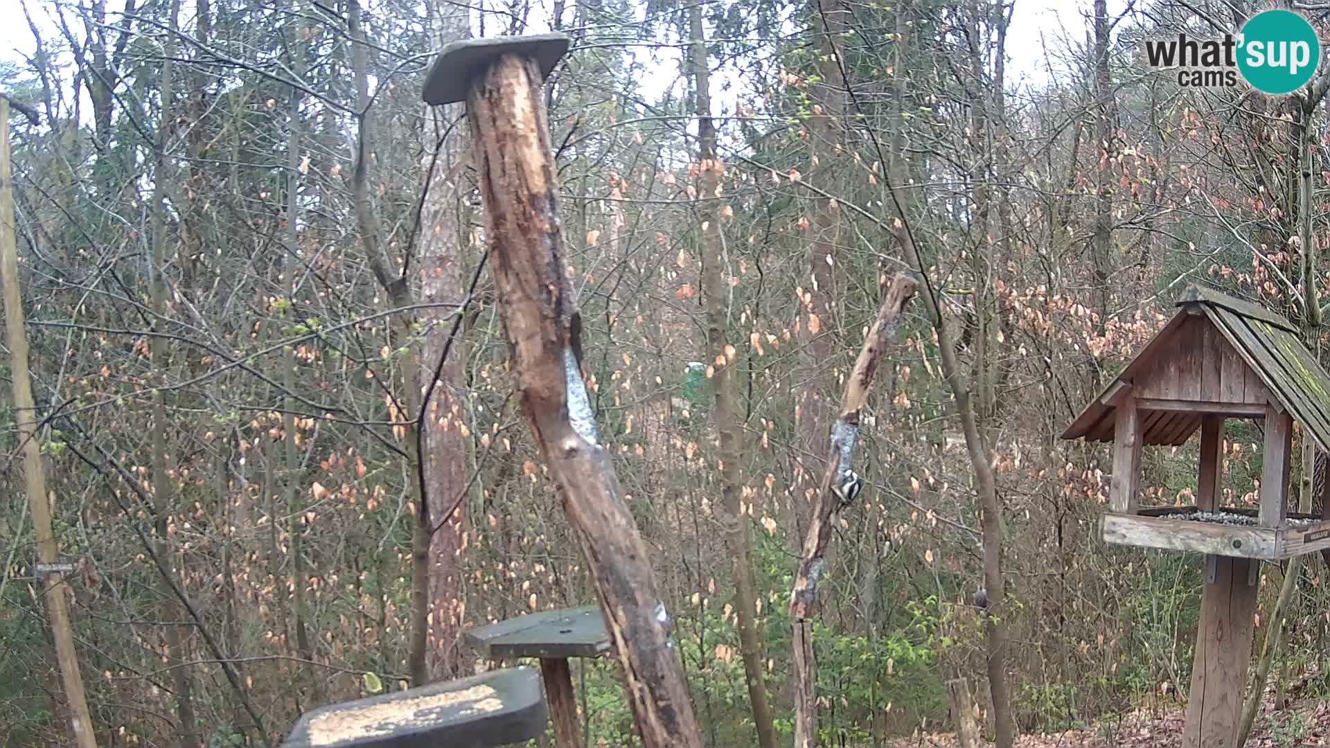 Comederos para pájaros en ZOO Ljubljana camera en vivo