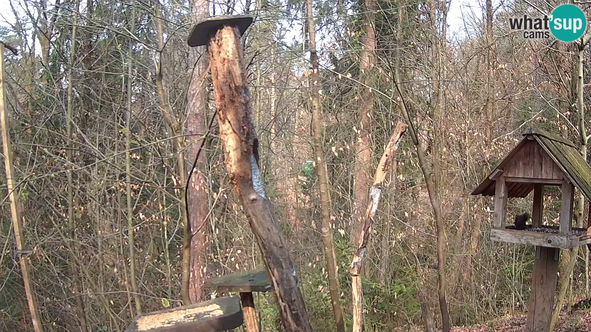 Bird feeders at ZOO Ljubljana webcam