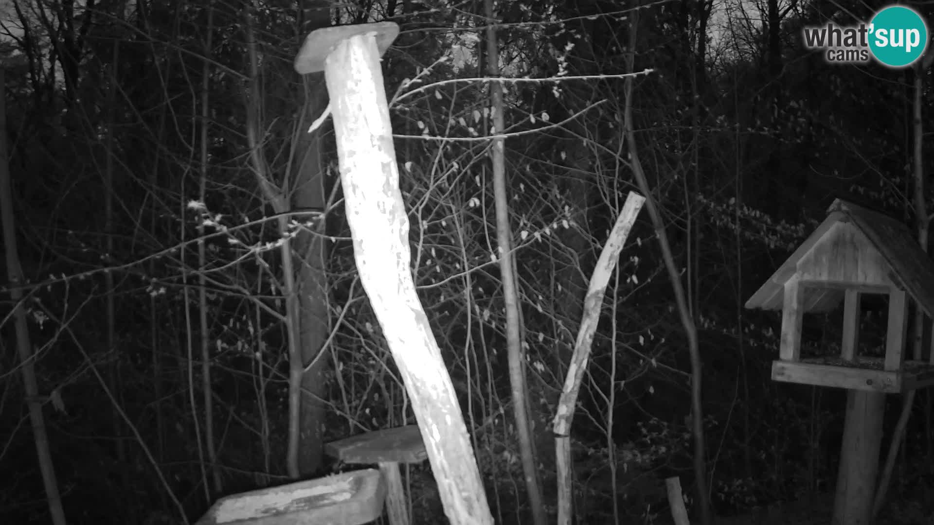 Hranilice za ptice u ZOO web kamera Ljubljana