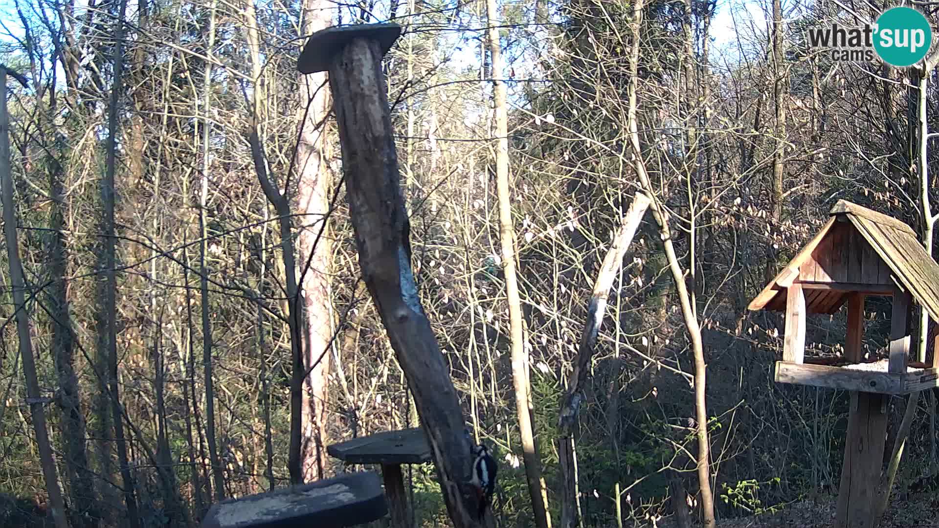 Mangiatoie per uccelli allo ZOO di Lubiana livecam