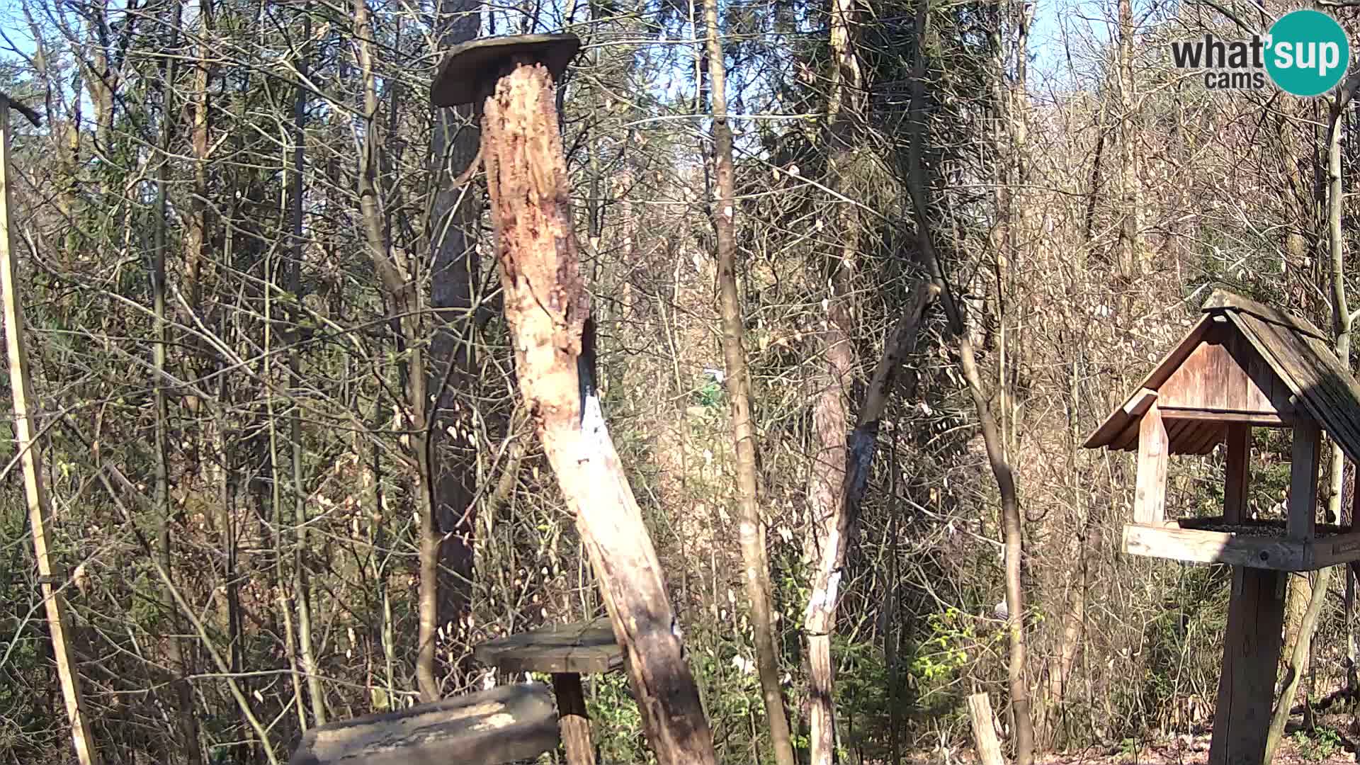 Mangeoires pour oiseaux au ZOO live webcam Ljubljana