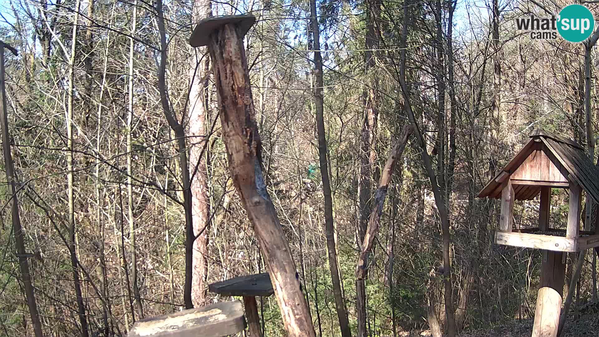 Bird feeders at ZOO Ljubljana webcam