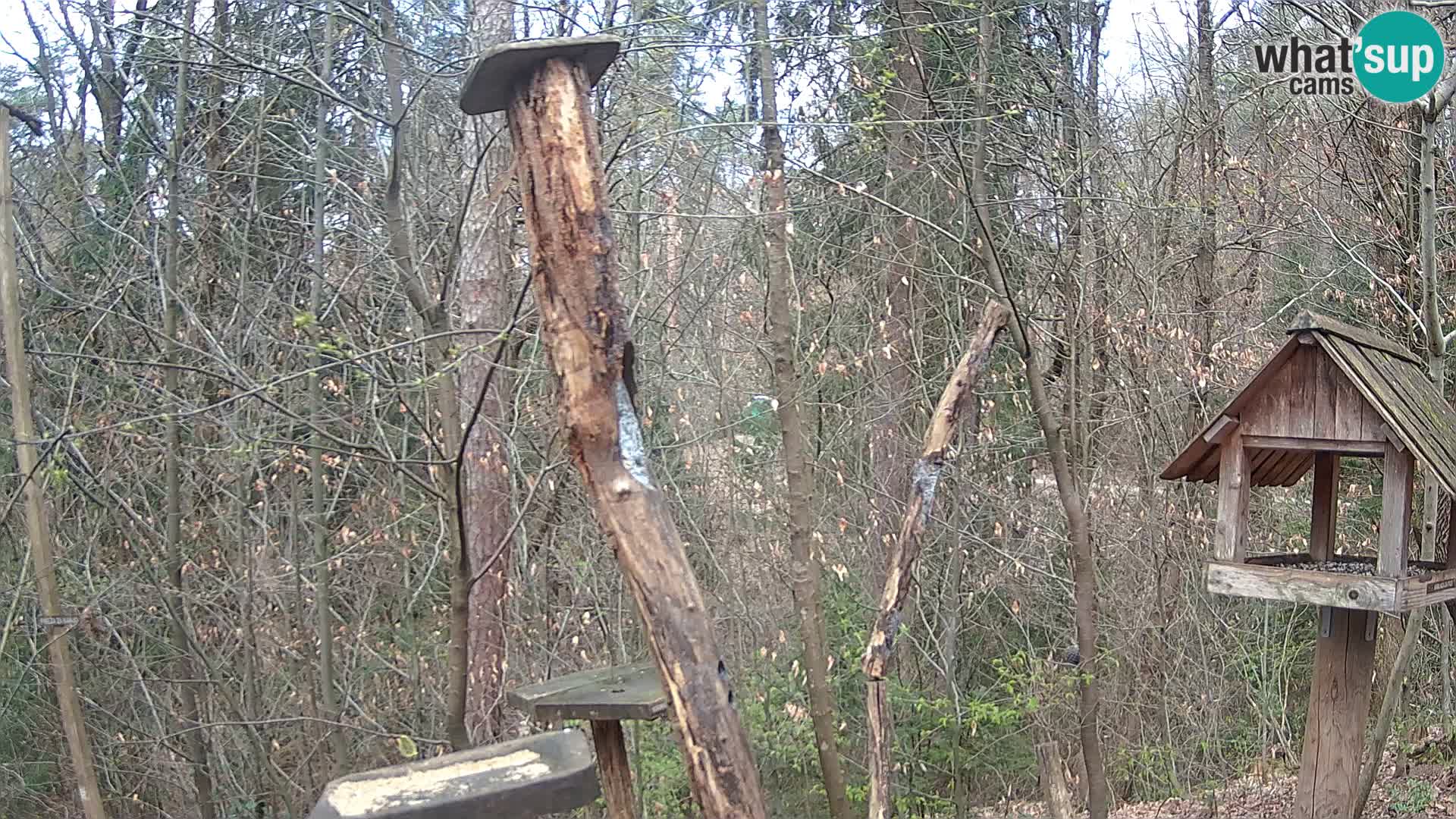 Vogelfutterhäuschen im ZOO webcam Ljubljana