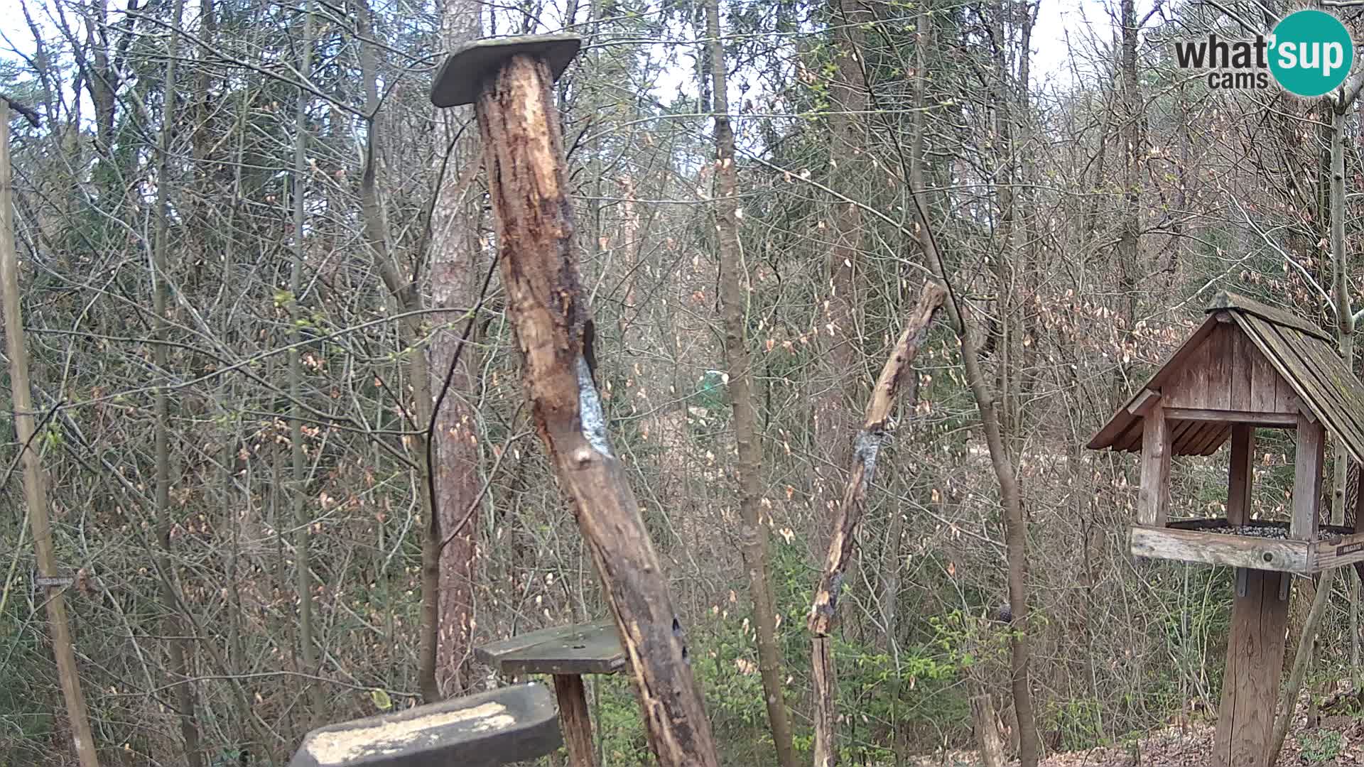 Vogelfutterhäuschen im ZOO webcam Ljubljana