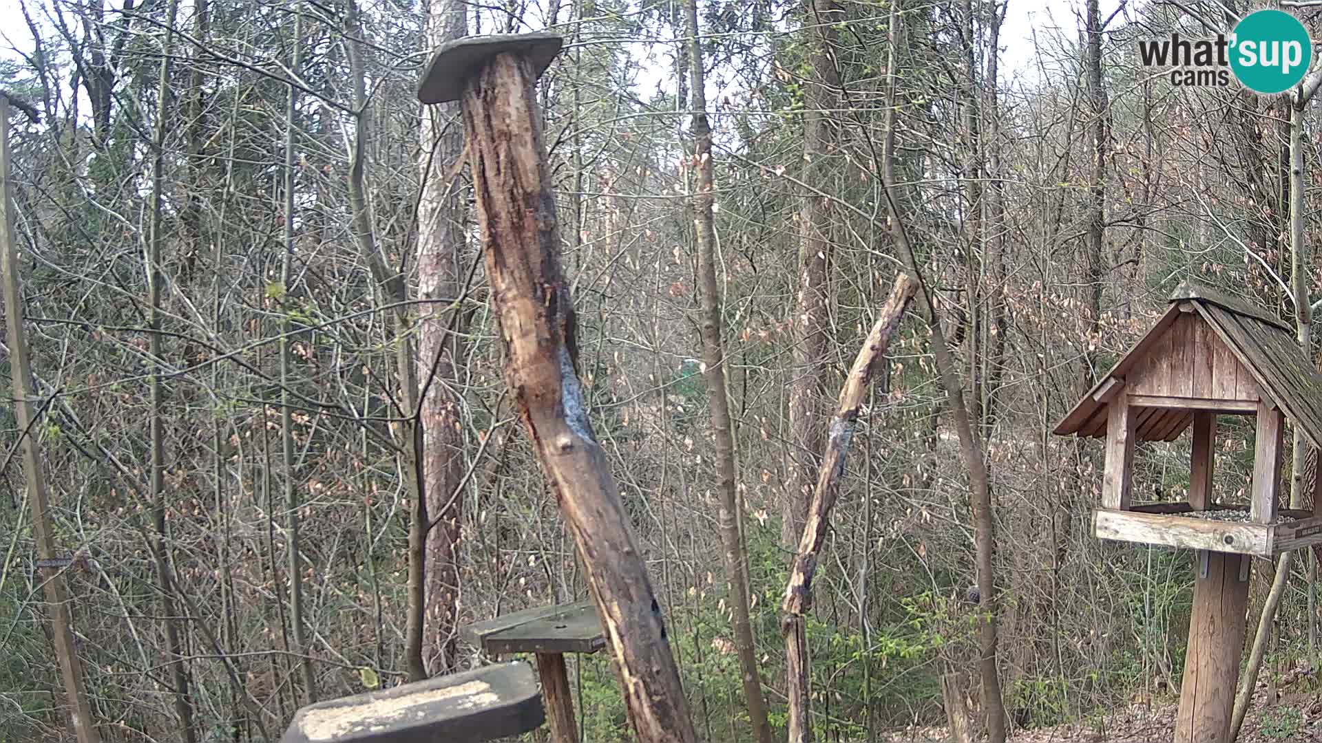 Krmilnice za ptiče v ZOO Ljubljana spletna kamera