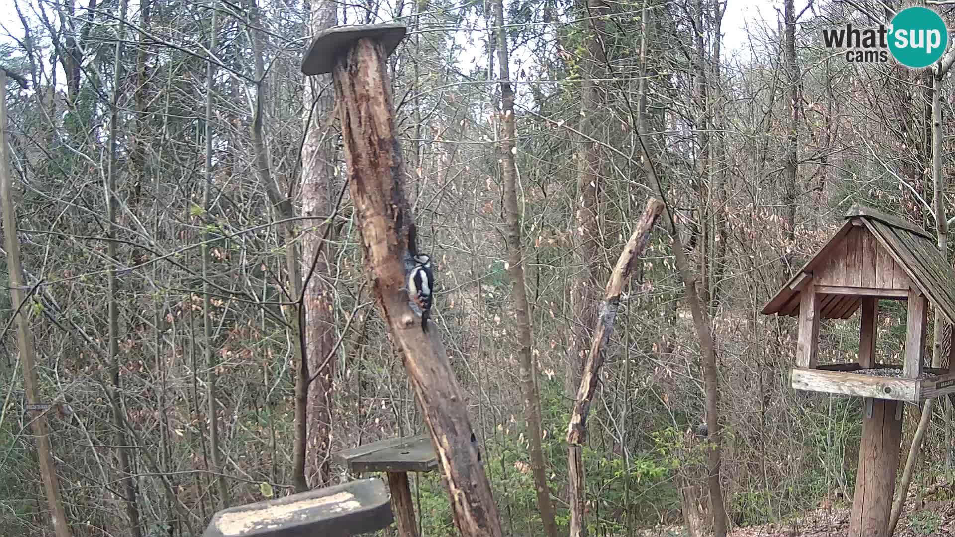 Hranilice za ptice u ZOO web kamera Ljubljana