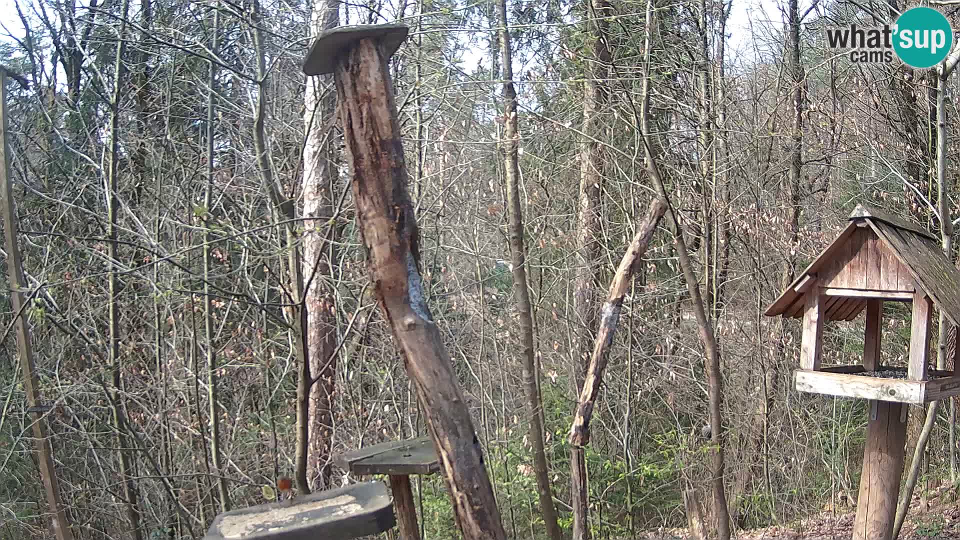 Comederos para pájaros en ZOO Ljubljana camera en vivo