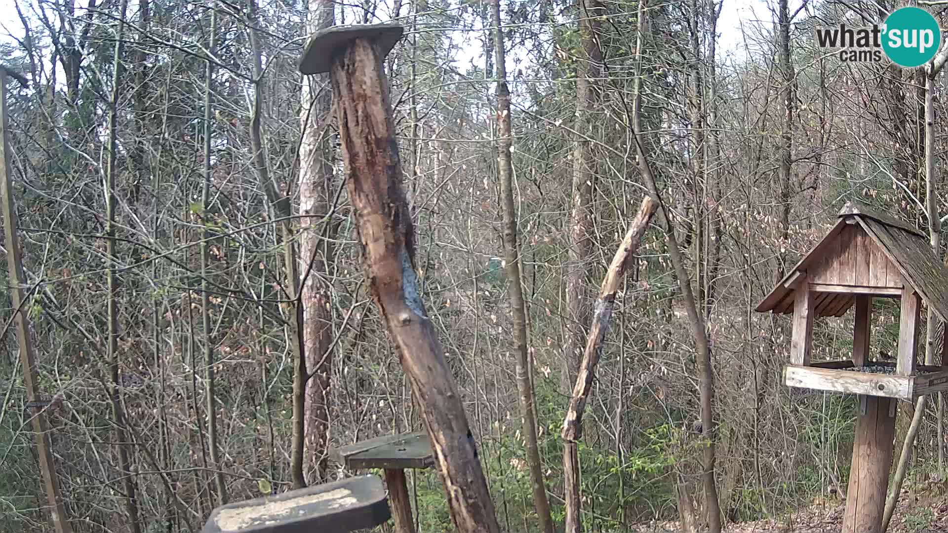 Mangeoires pour oiseaux au ZOO live webcam Ljubljana