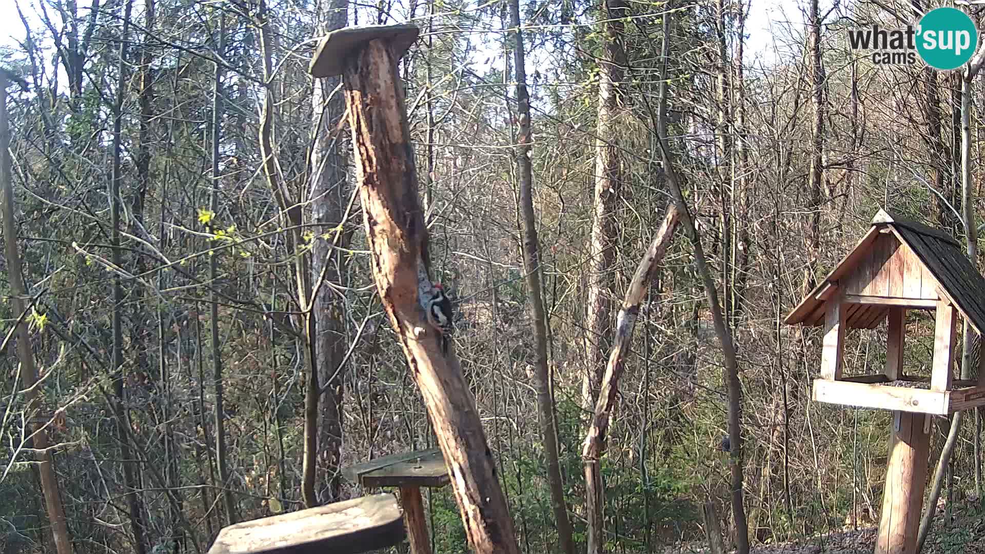 Mangiatoie per uccelli allo ZOO di Lubiana livecam