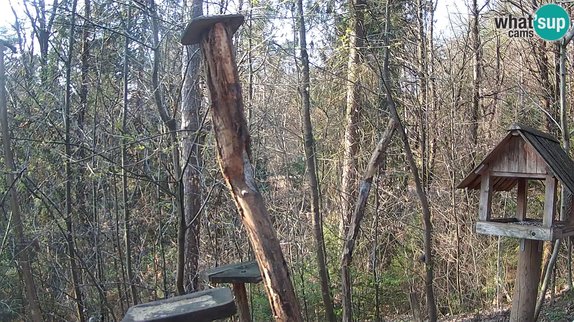 Mangiatoie per uccelli allo ZOO di Lubiana livecam