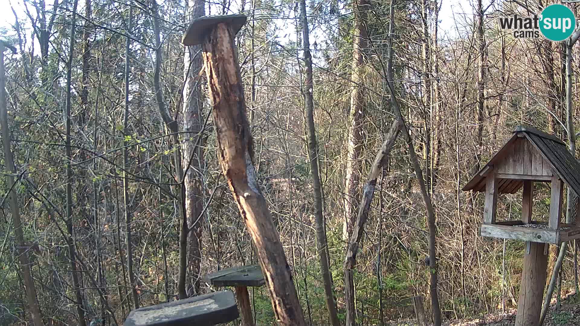 Mangiatoie per uccelli allo ZOO di Lubiana livecam