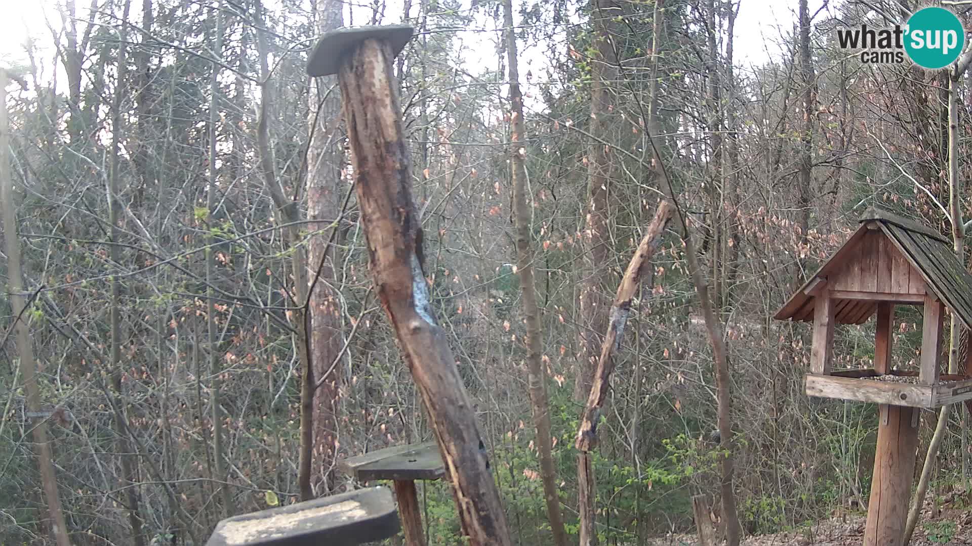 Bird feeders at ZOO Ljubljana webcam