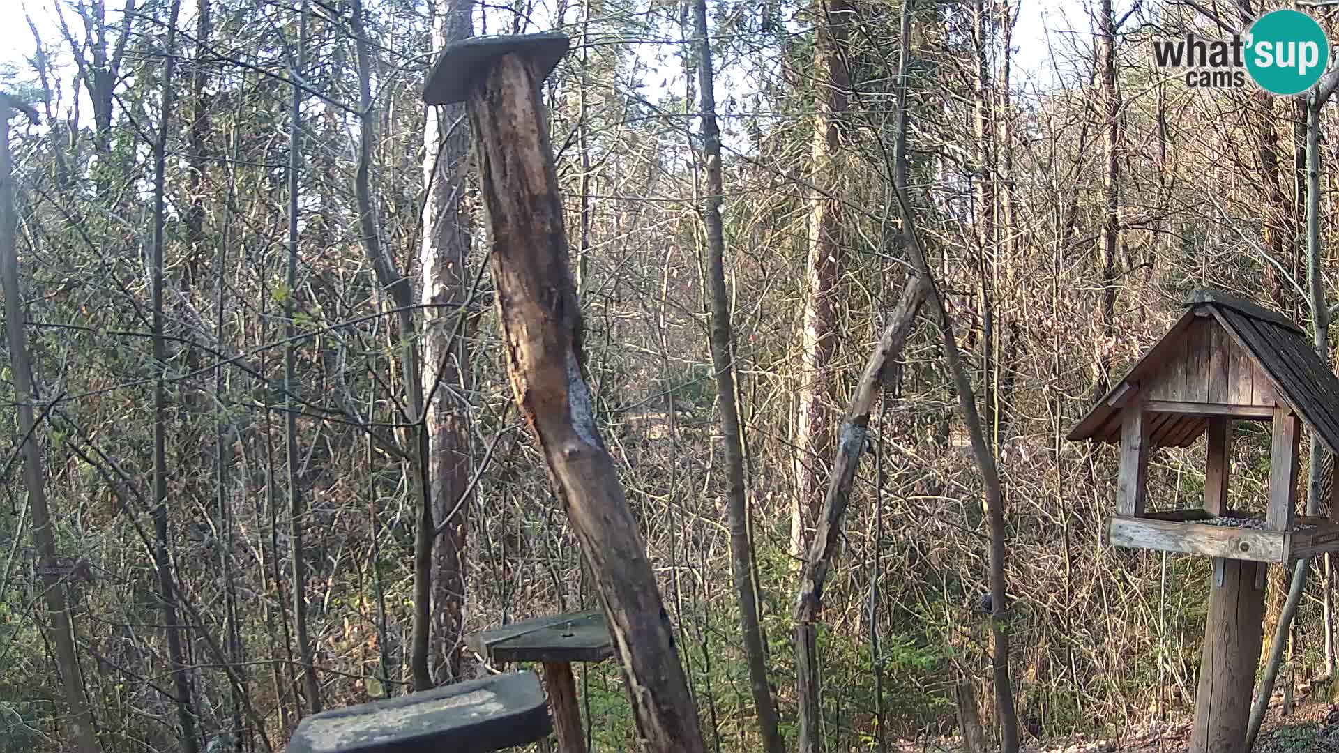 Bird feeders at ZOO Ljubljana webcam