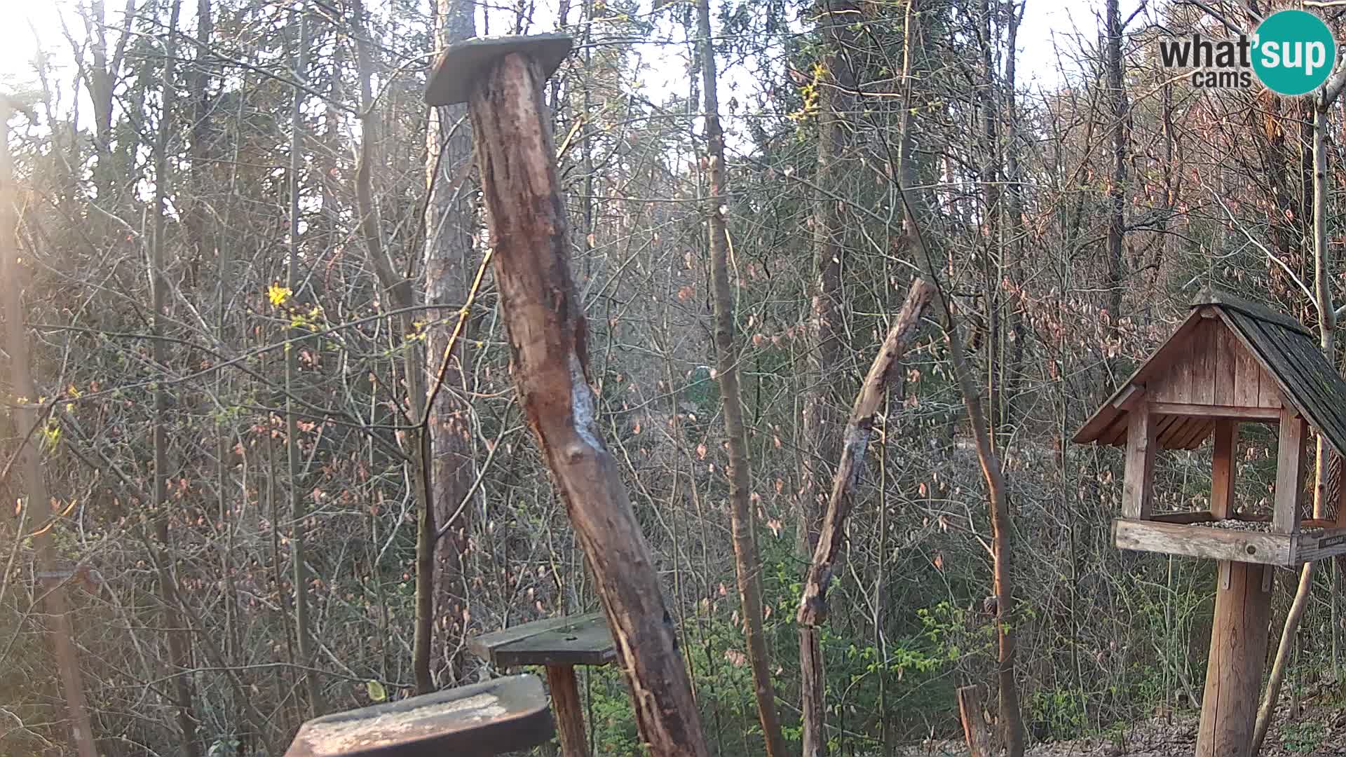 Mangeoires pour oiseaux au ZOO live webcam Ljubljana