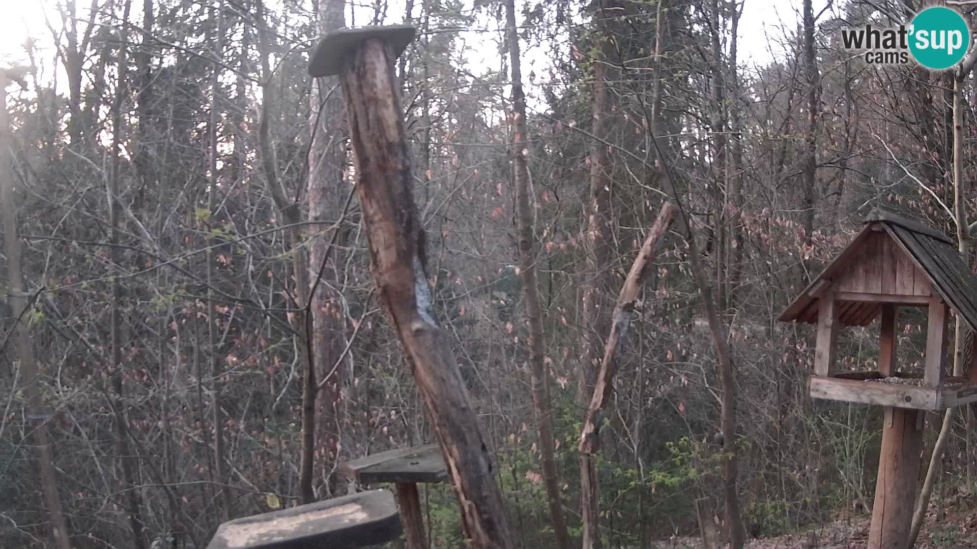 Hranilice za ptice u ZOO web kamera Ljubljana