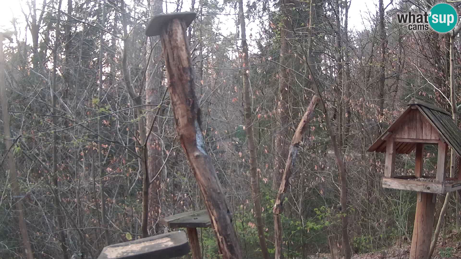 Hranilice za ptice u ZOO web kamera Ljubljana