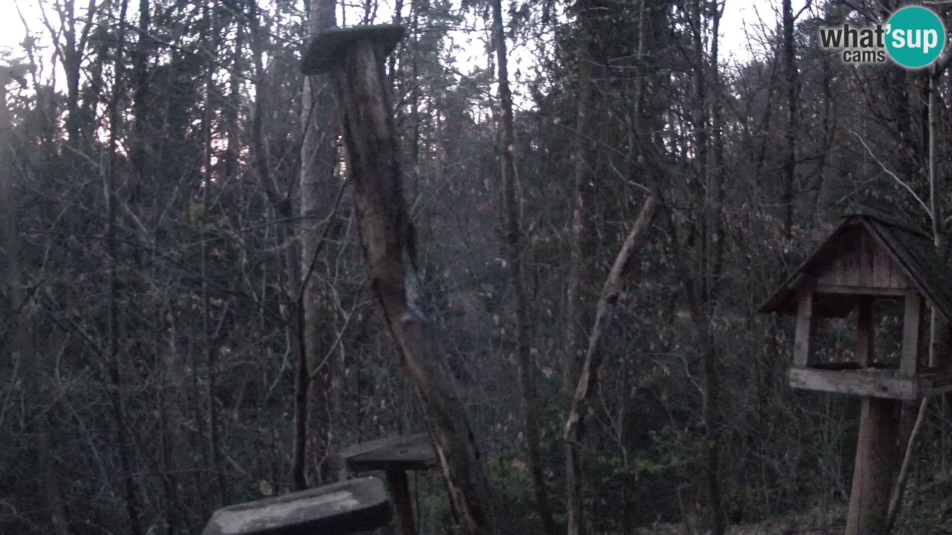 Bird feeders at ZOO Ljubljana webcam