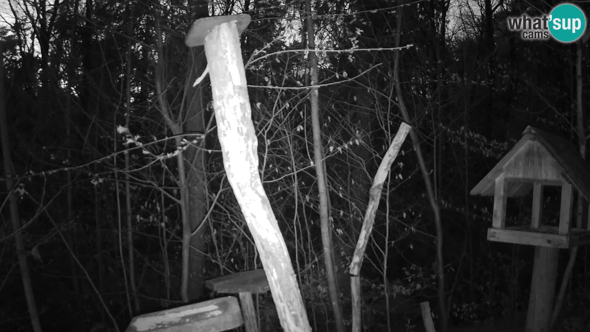 Hranilice za ptice u ZOO web kamera Ljubljana