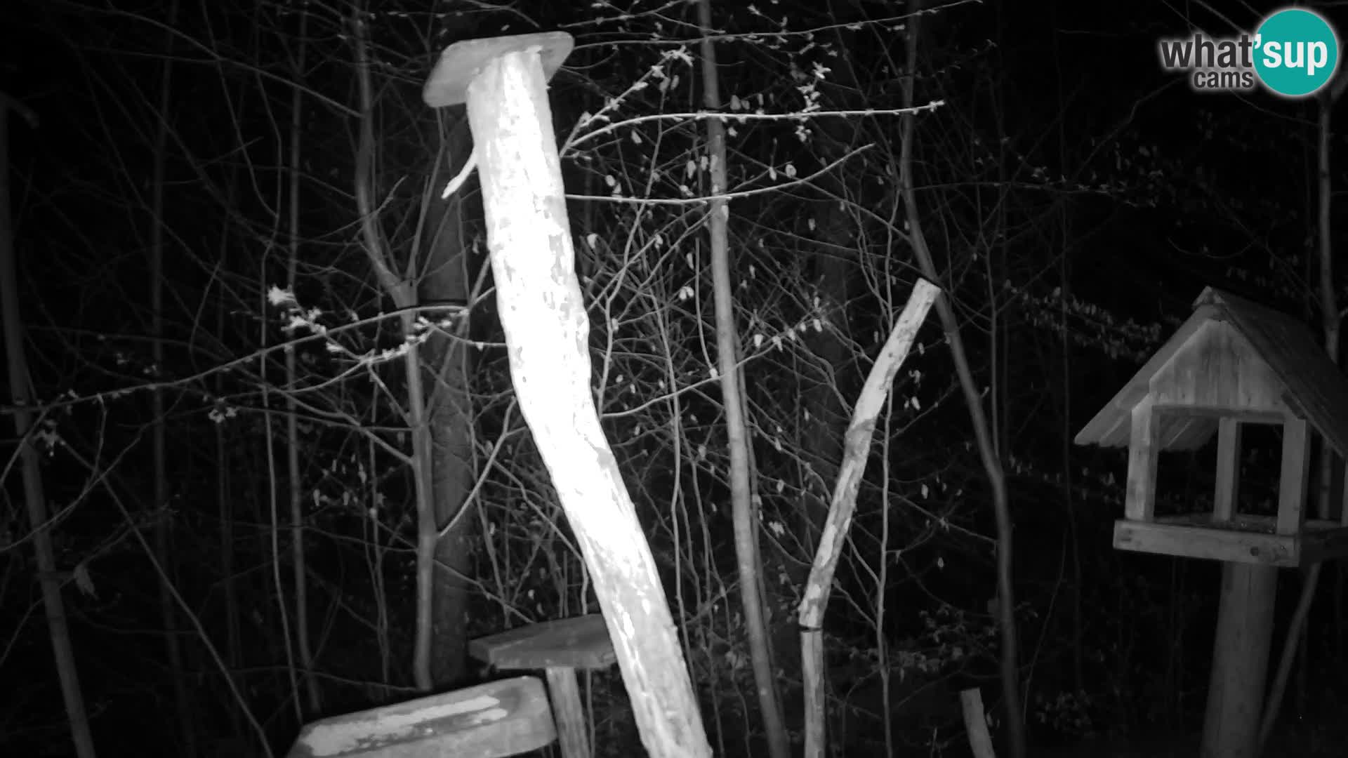 Bird feeders at ZOO Ljubljana webcam