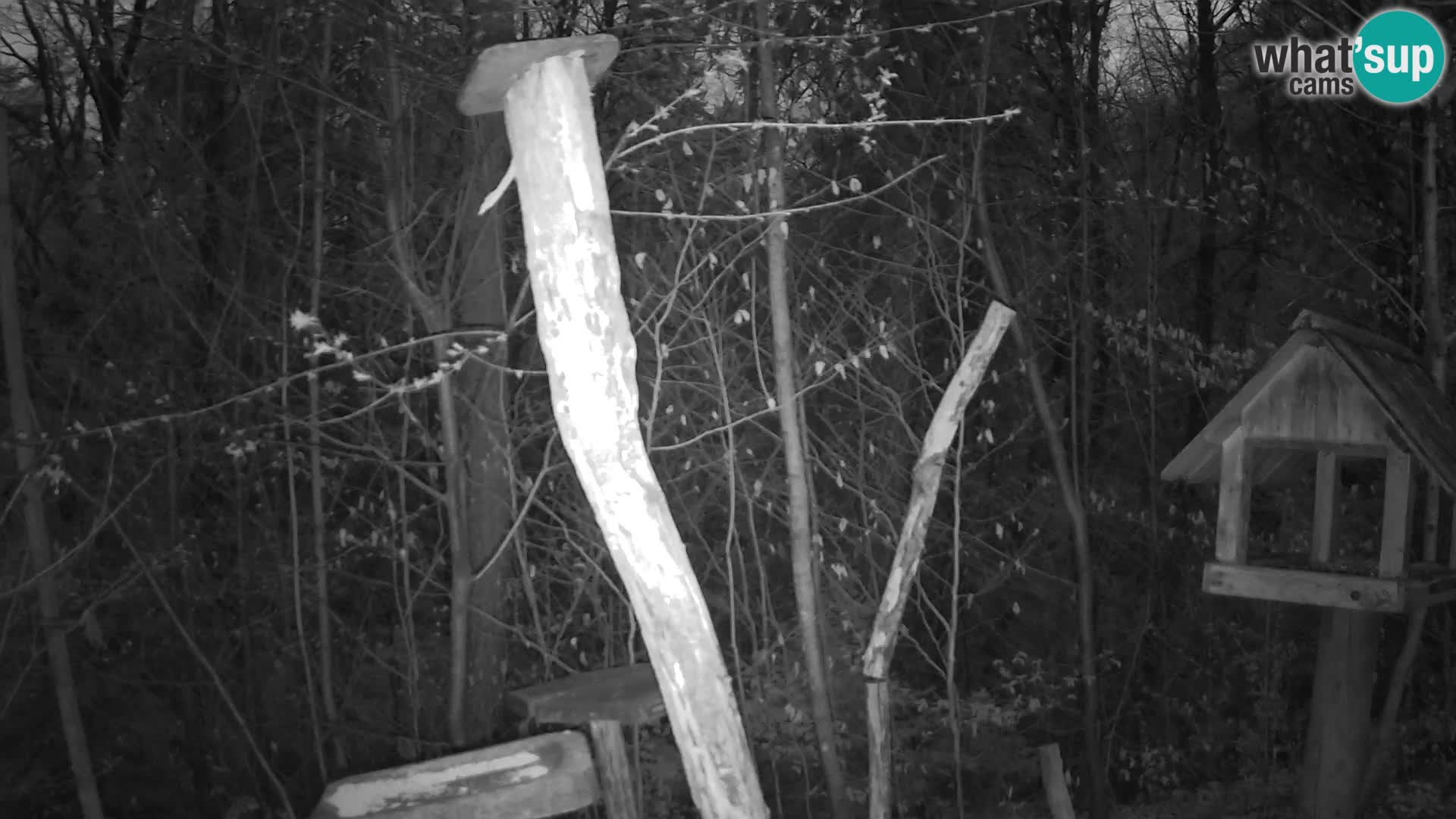 Hranilice za ptice u ZOO web kamera Ljubljana