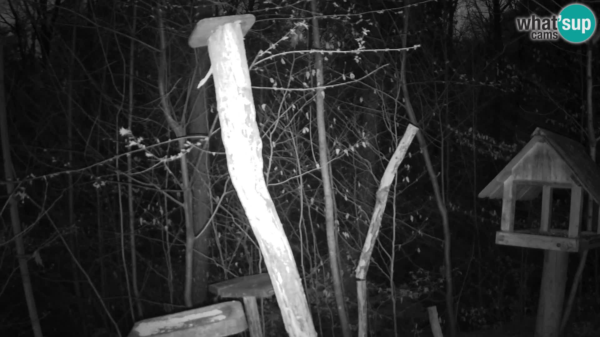 Comederos para pájaros en ZOO Ljubljana camera en vivo