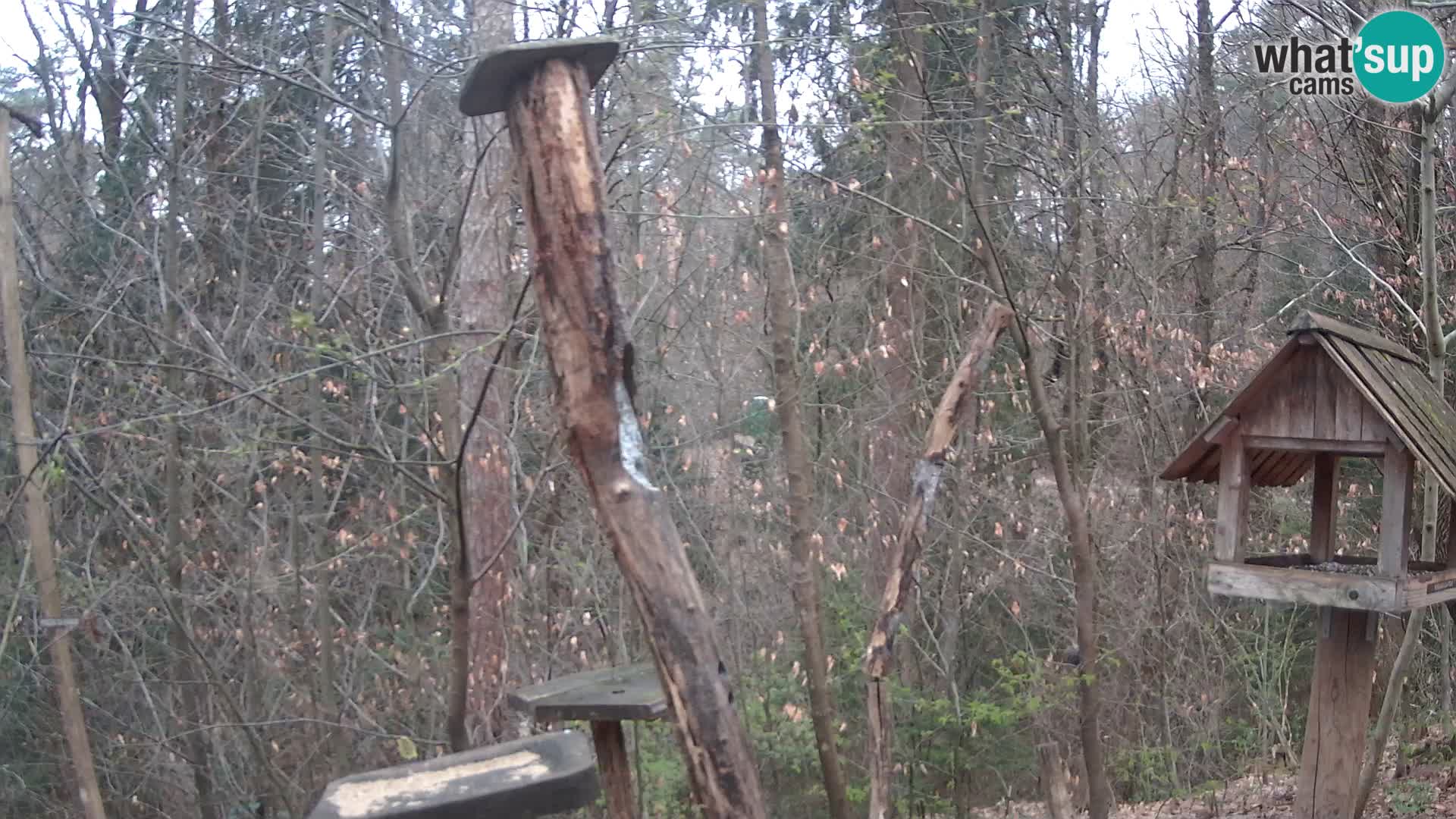 Mangiatoie per uccelli allo ZOO di Lubiana livecam