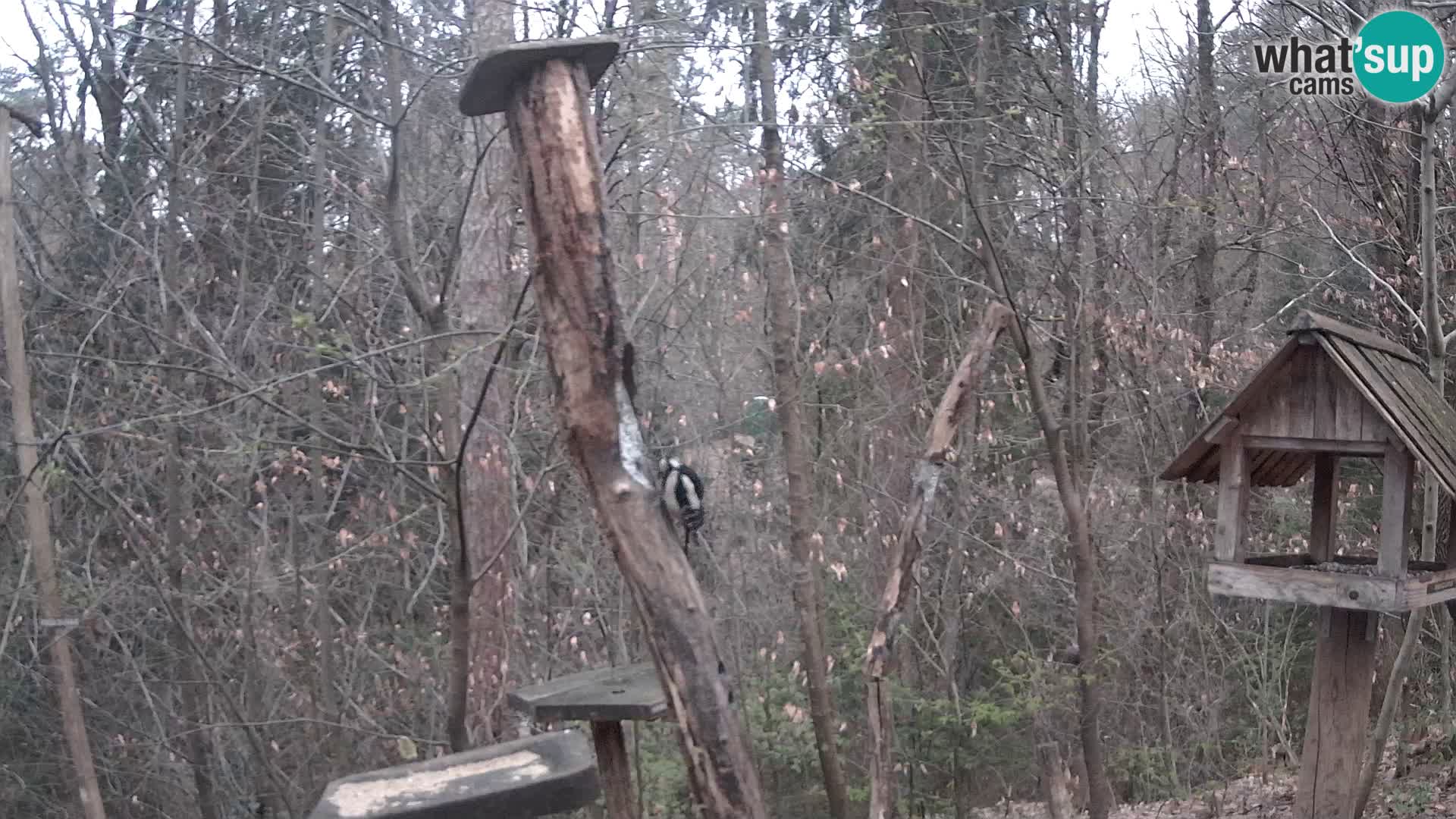 Krmilnice za ptiče v ZOO Ljubljana spletna kamera