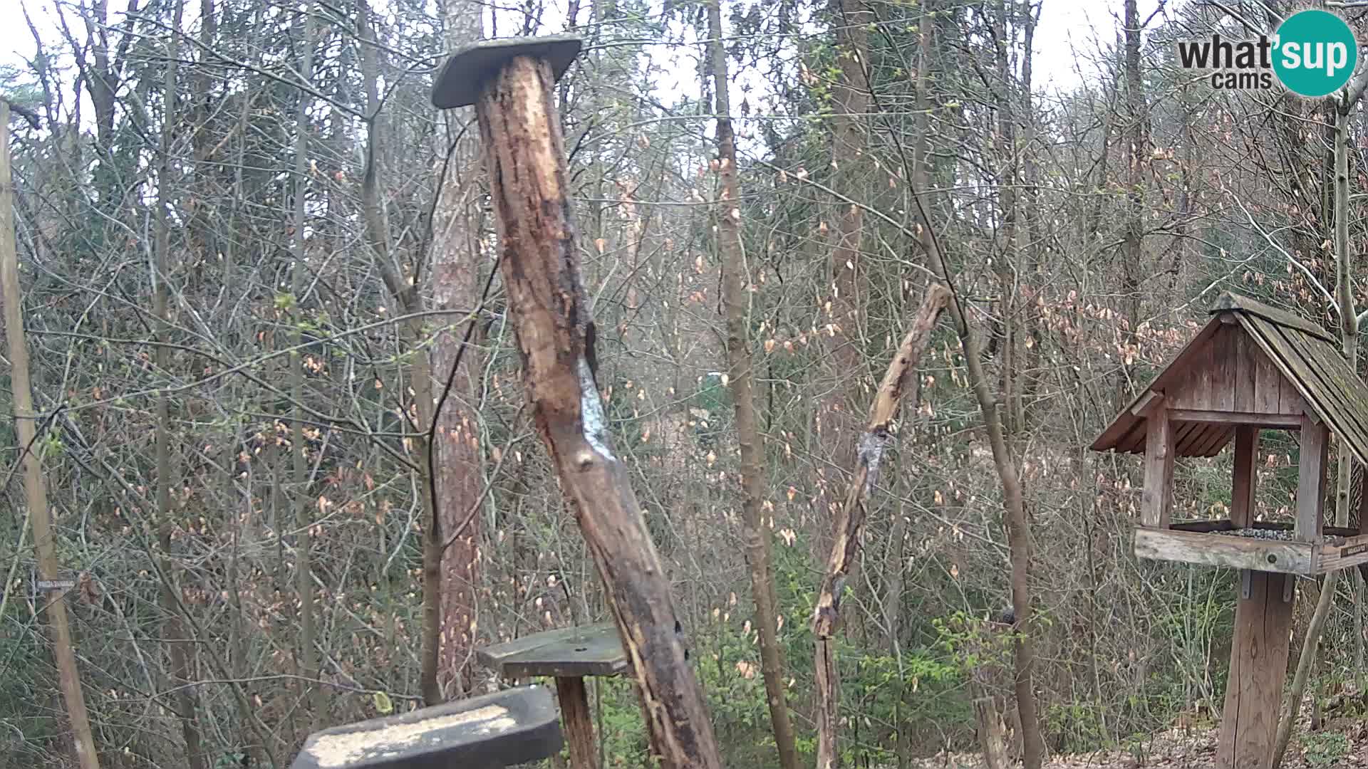 Vogelfutterhäuschen im ZOO webcam Ljubljana