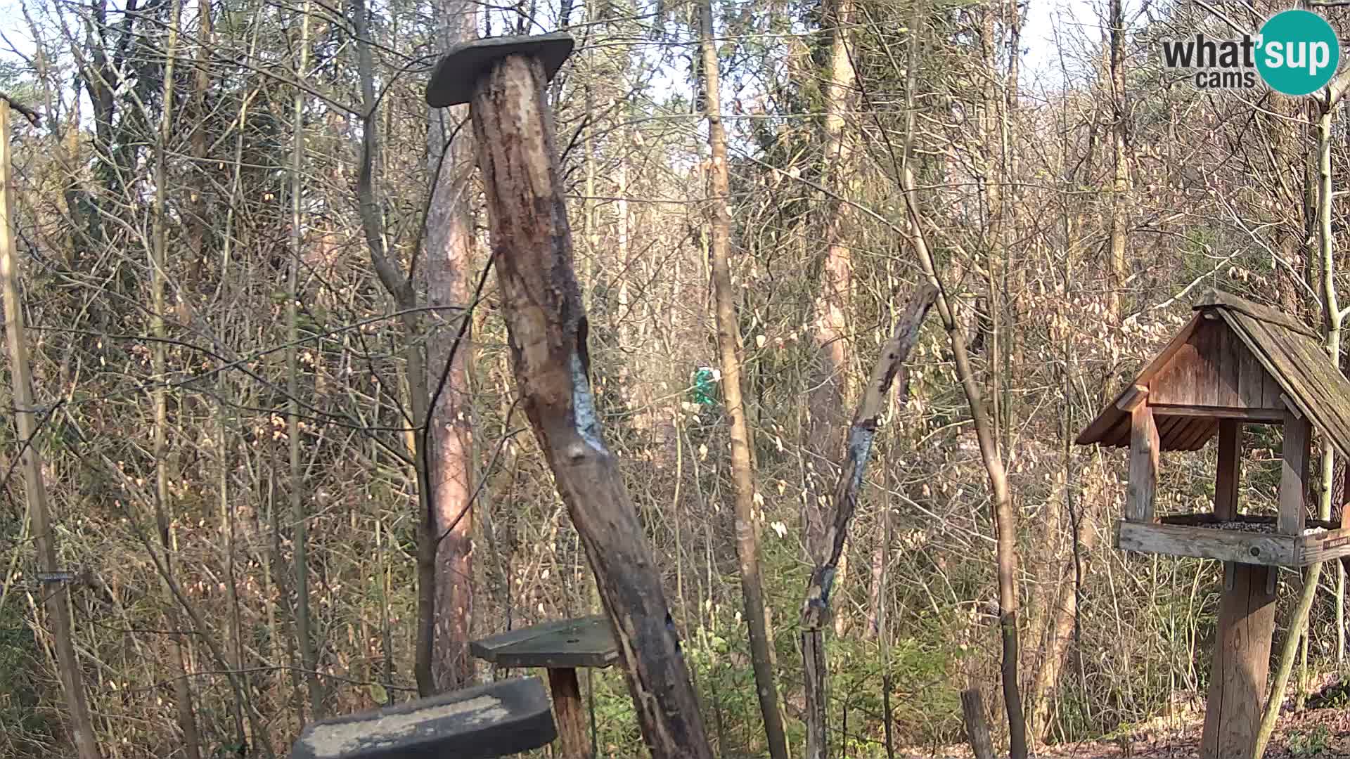Comederos para pájaros en ZOO Ljubljana camera en vivo