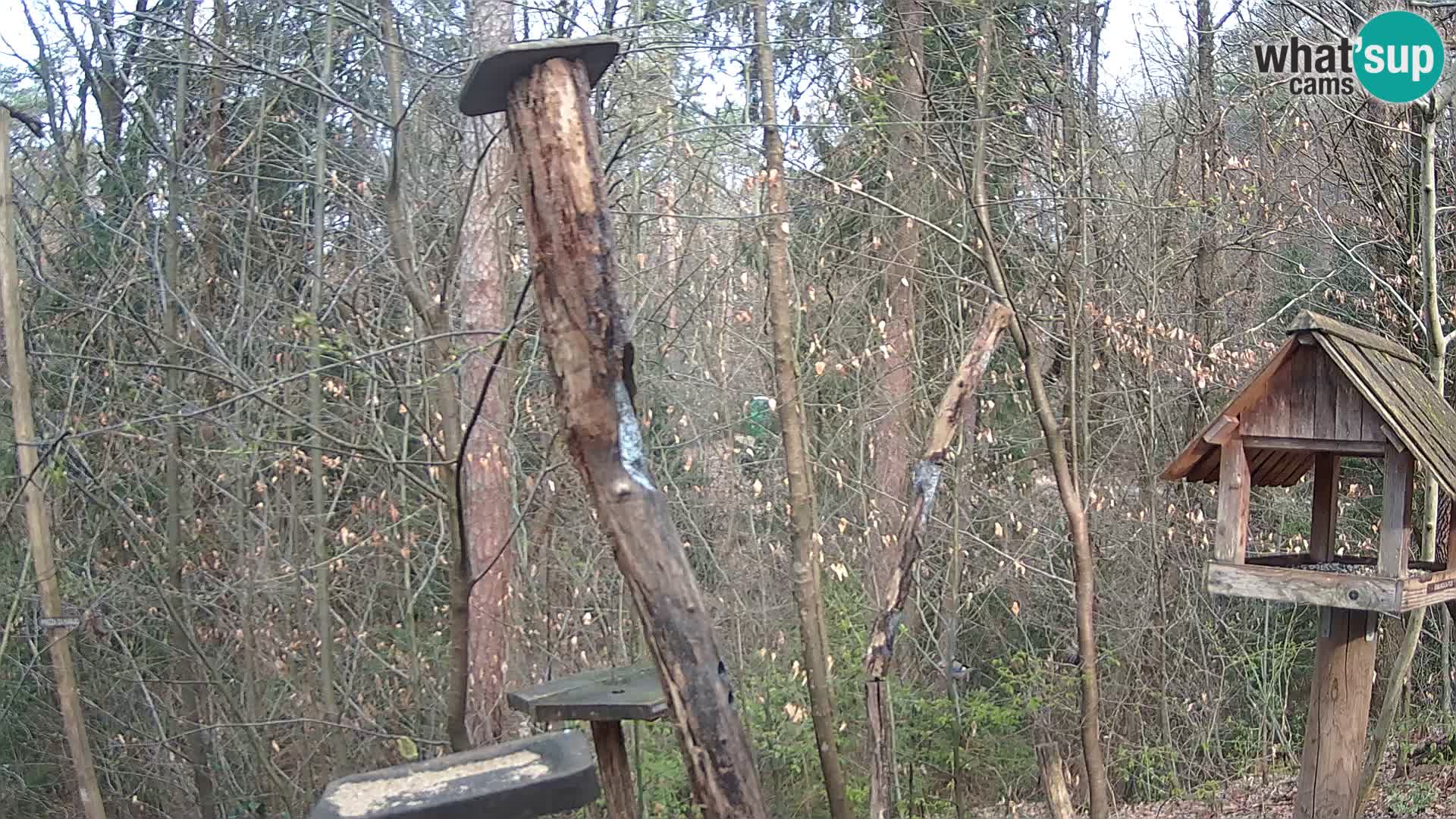 Mangeoires pour oiseaux au ZOO live webcam Ljubljana