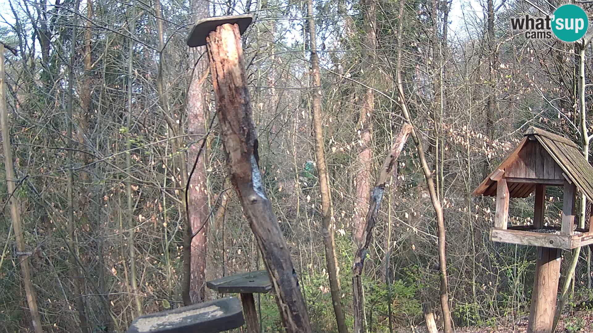 Hranilice za ptice u ZOO web kamera Ljubljana