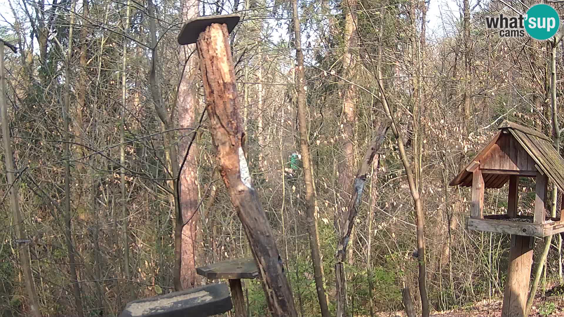 Comederos para pájaros en ZOO Ljubljana camera en vivo