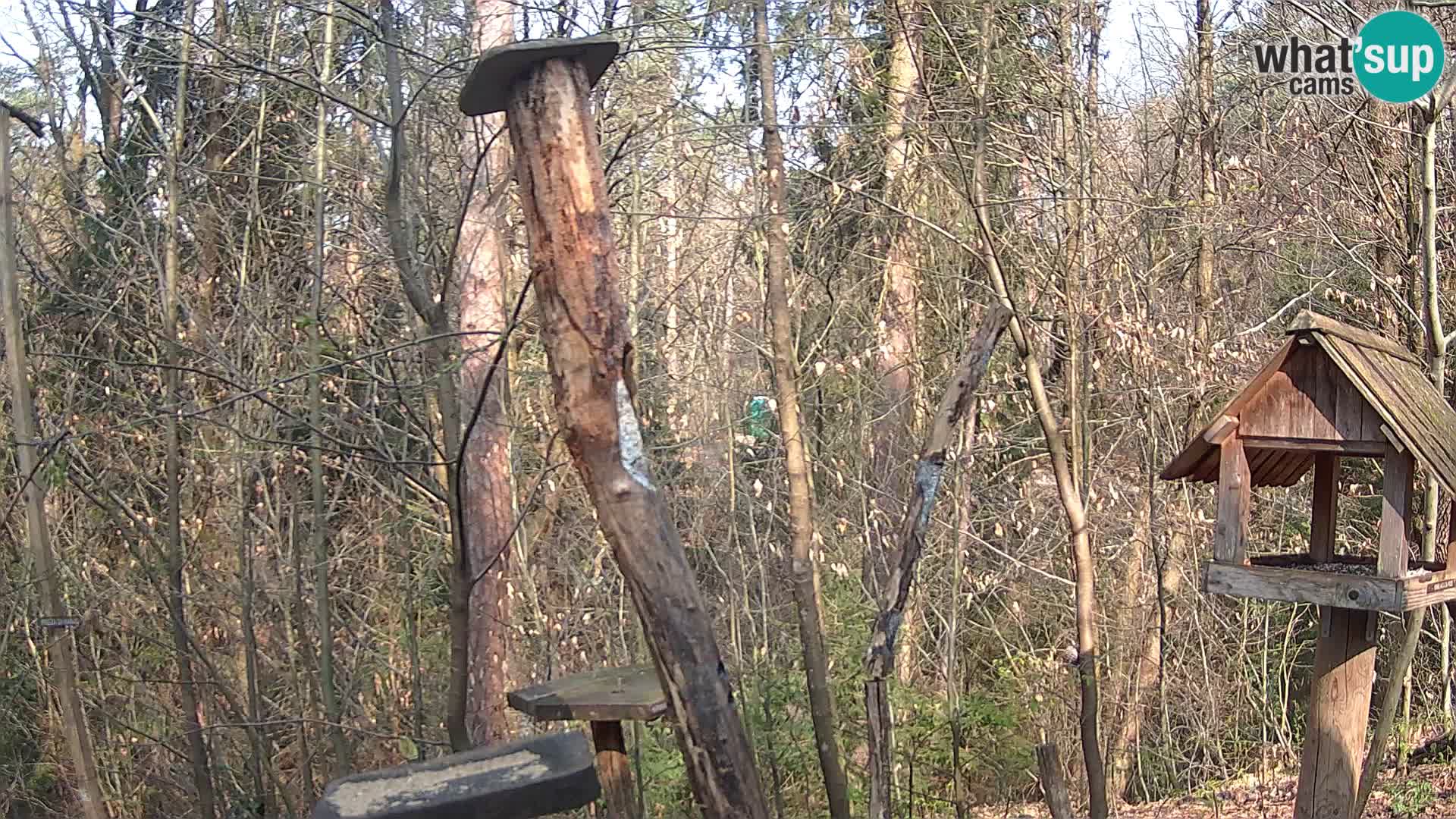 Comederos para pájaros en ZOO Ljubljana camera en vivo