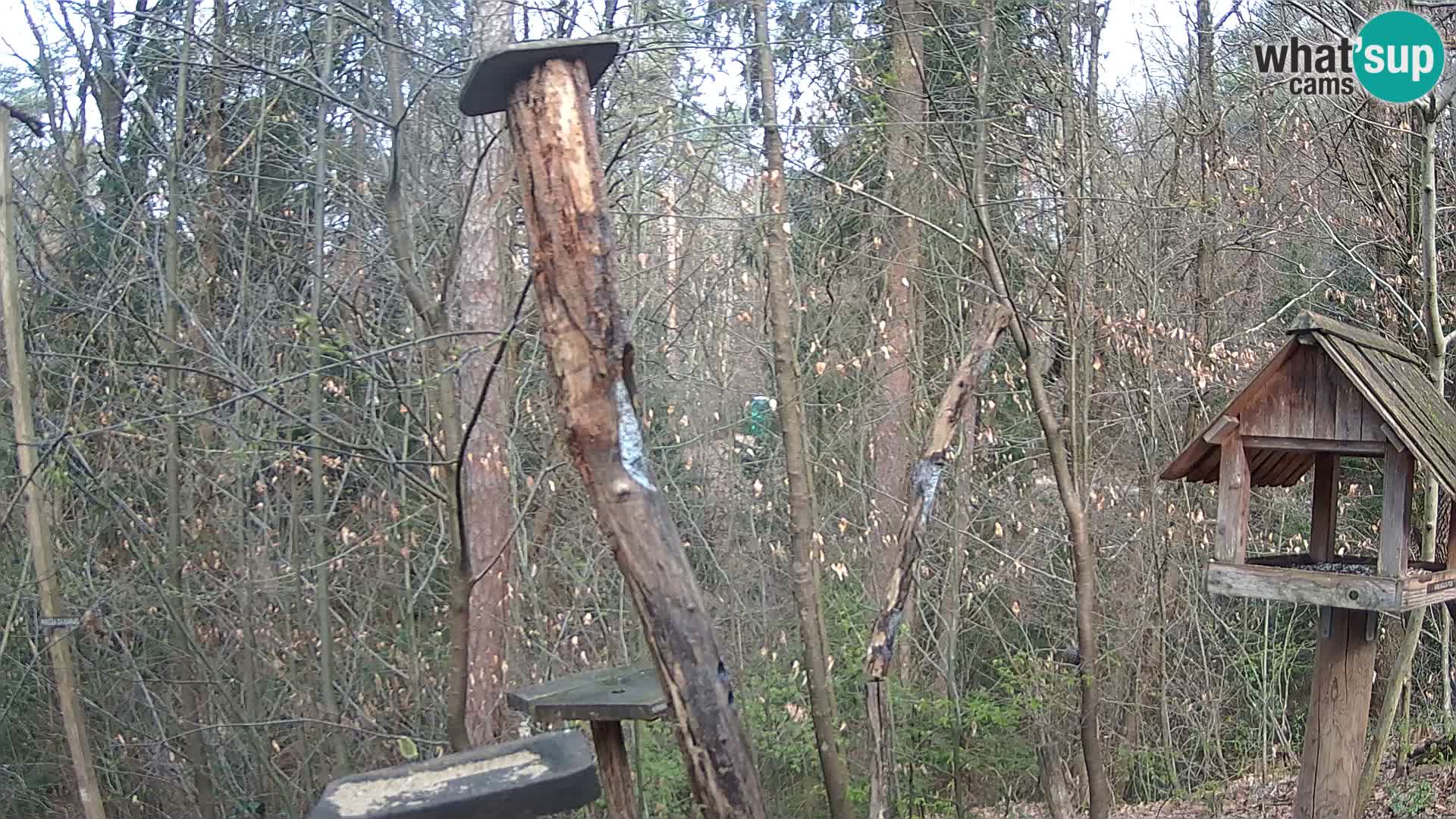 Mangiatoie per uccelli allo ZOO di Lubiana livecam