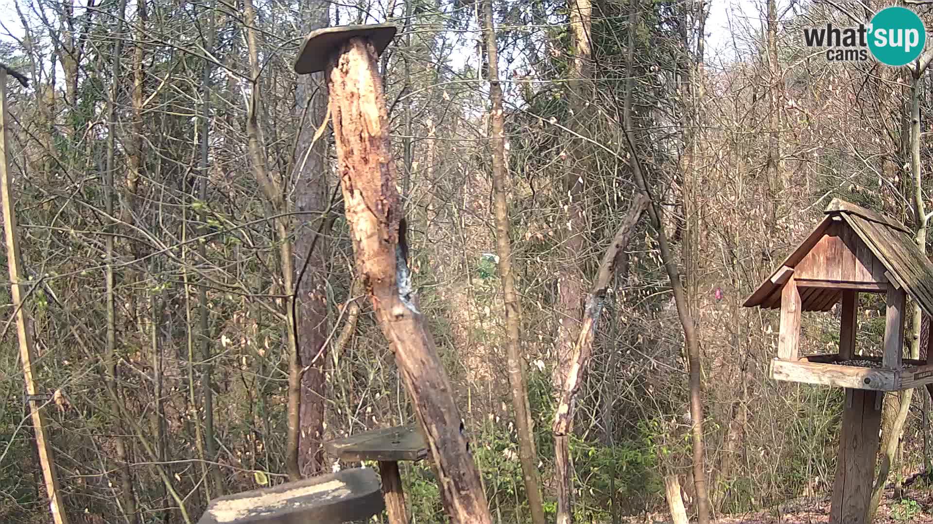 Hranilice za ptice u ZOO web kamera Ljubljana